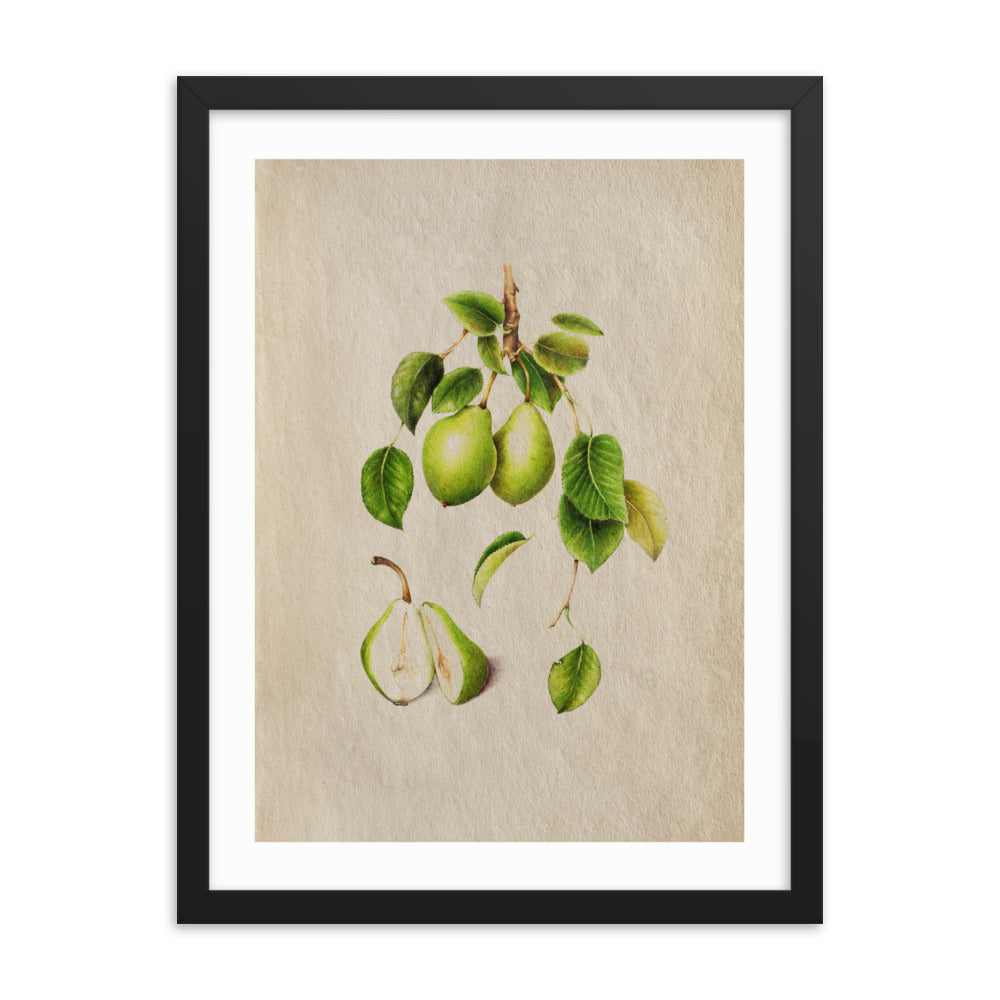 Botanicals - Pyrus Communis