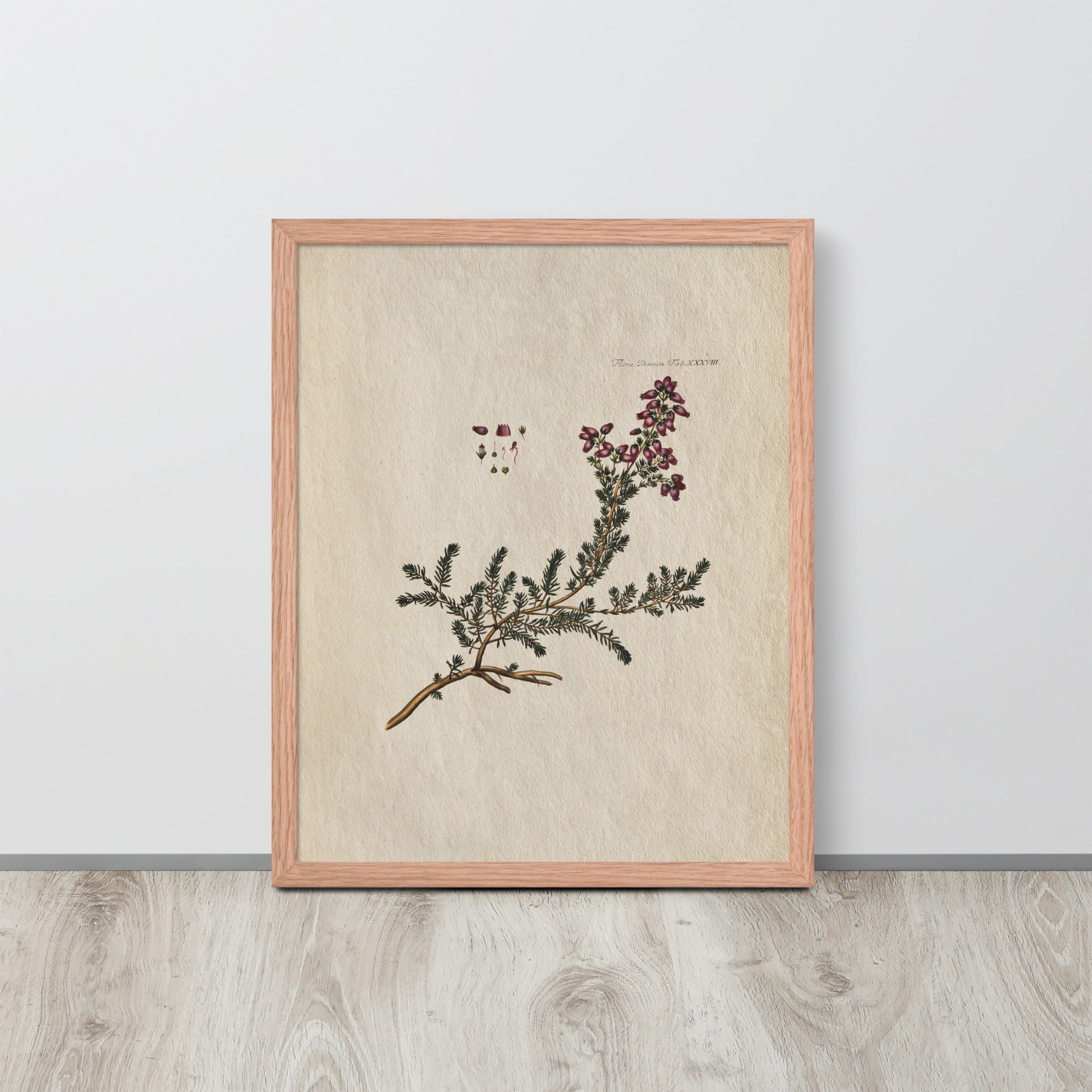 Botanicals - Flora Danica Tab XXXVIII