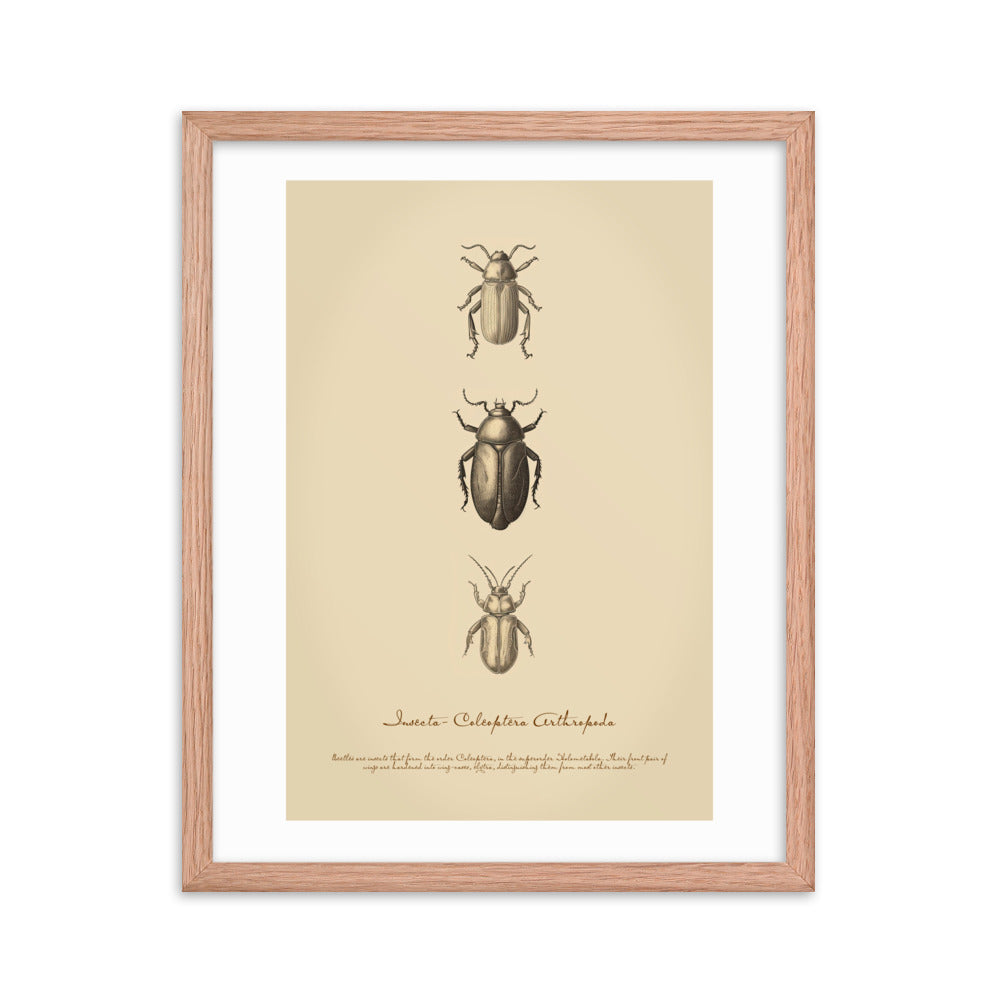 Insects - Beetle 2