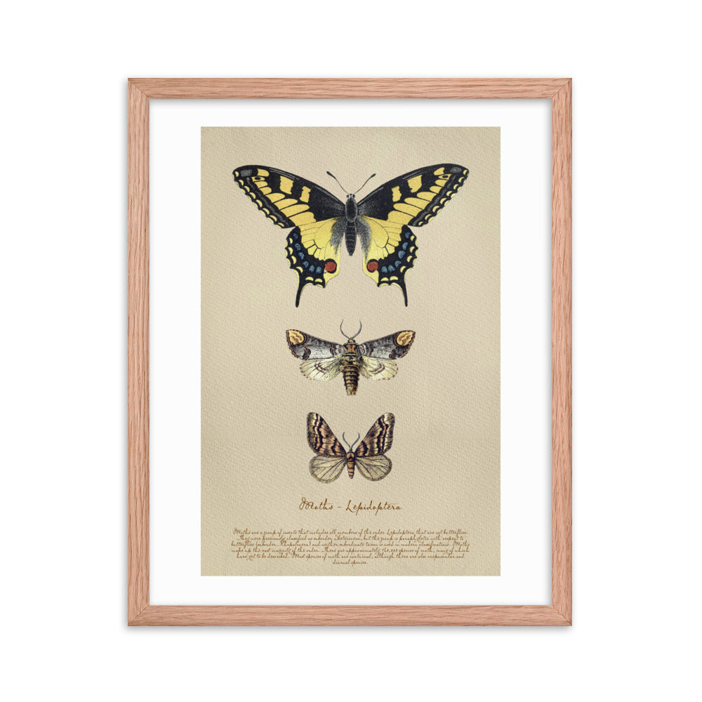 Insects - Moths 0.2