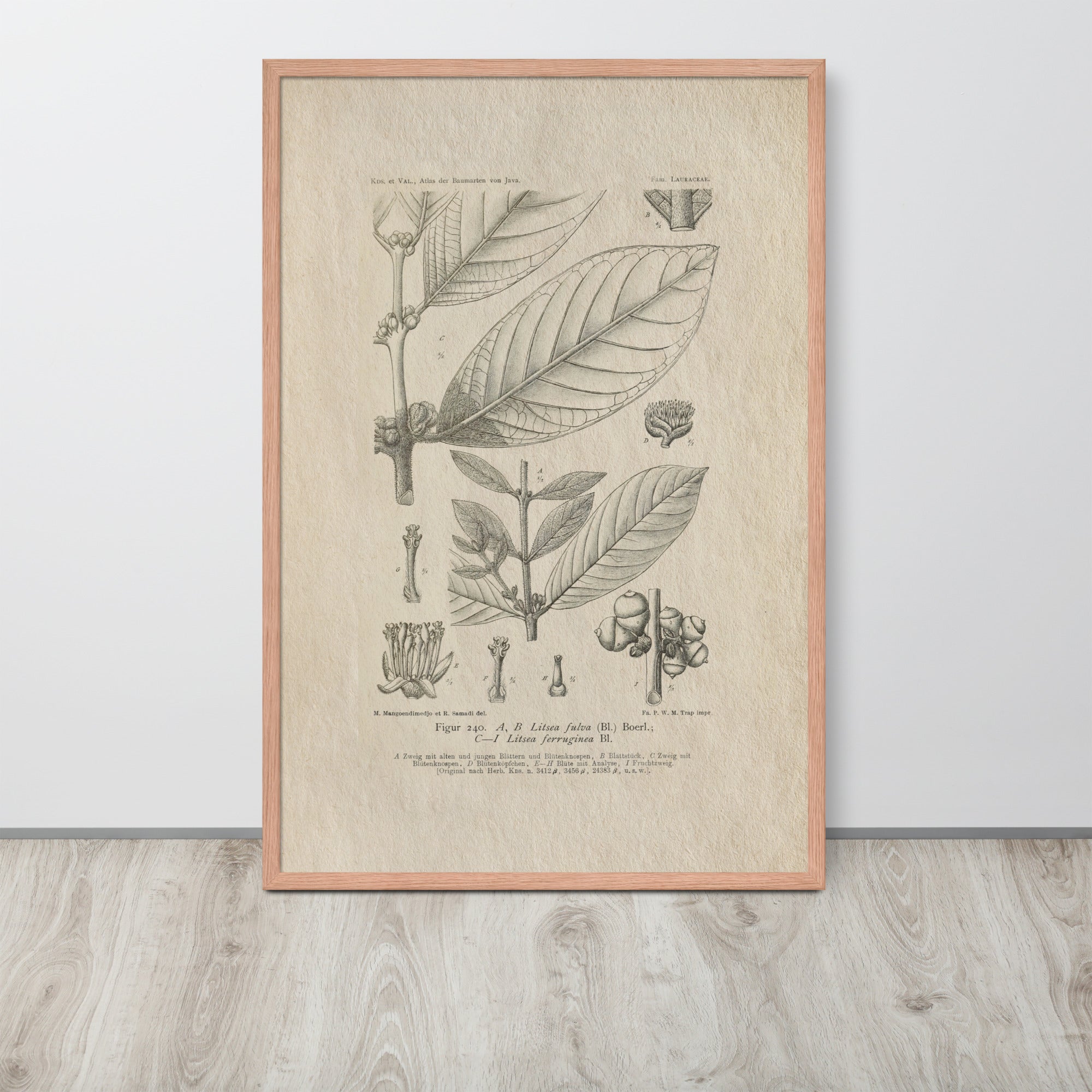 Botanicals - Litsea Ferruginea