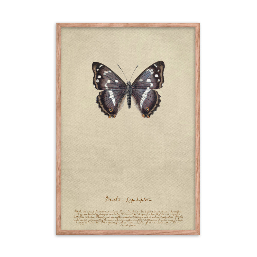 Insects - Moths 0.3