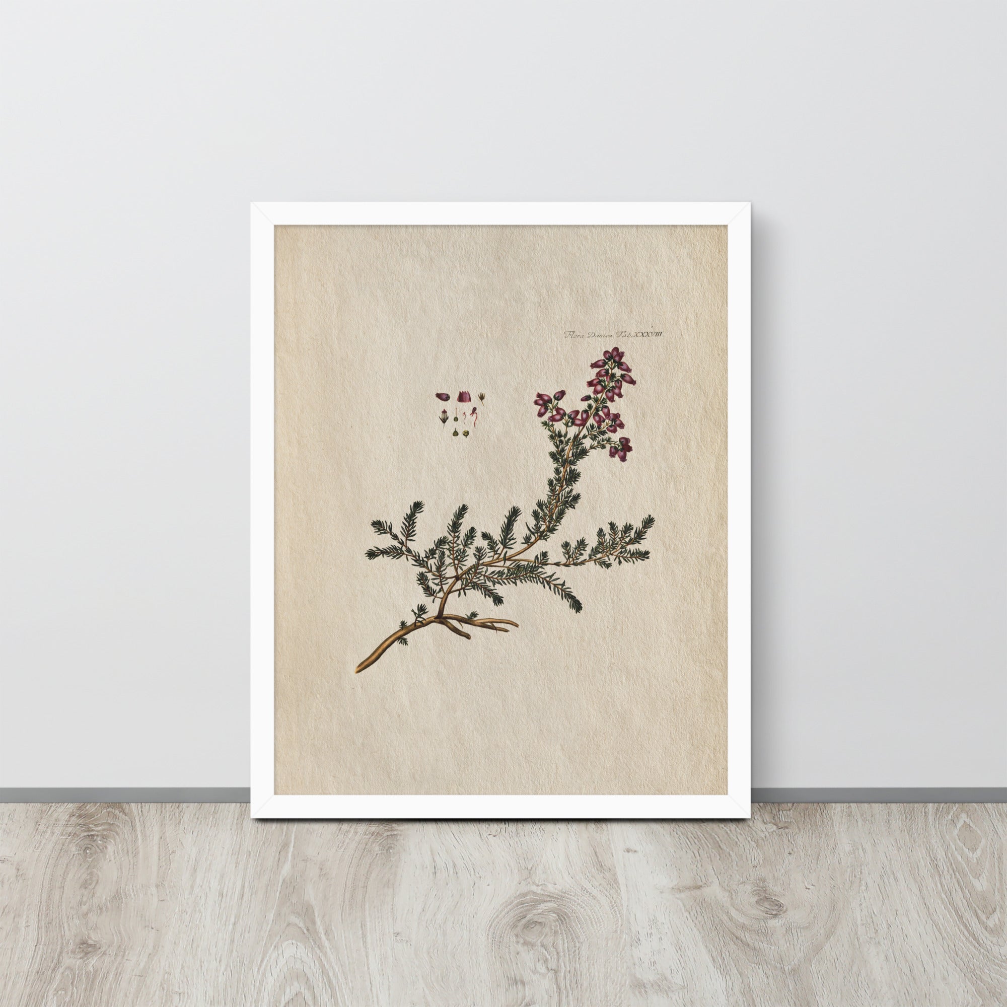 Botanicals - Flora Danica Tab XXXVIII