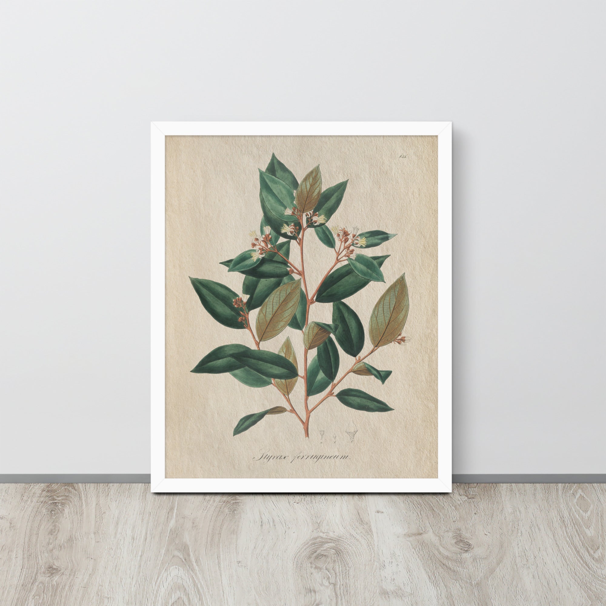 Botanicals - Styrax ferrugineus