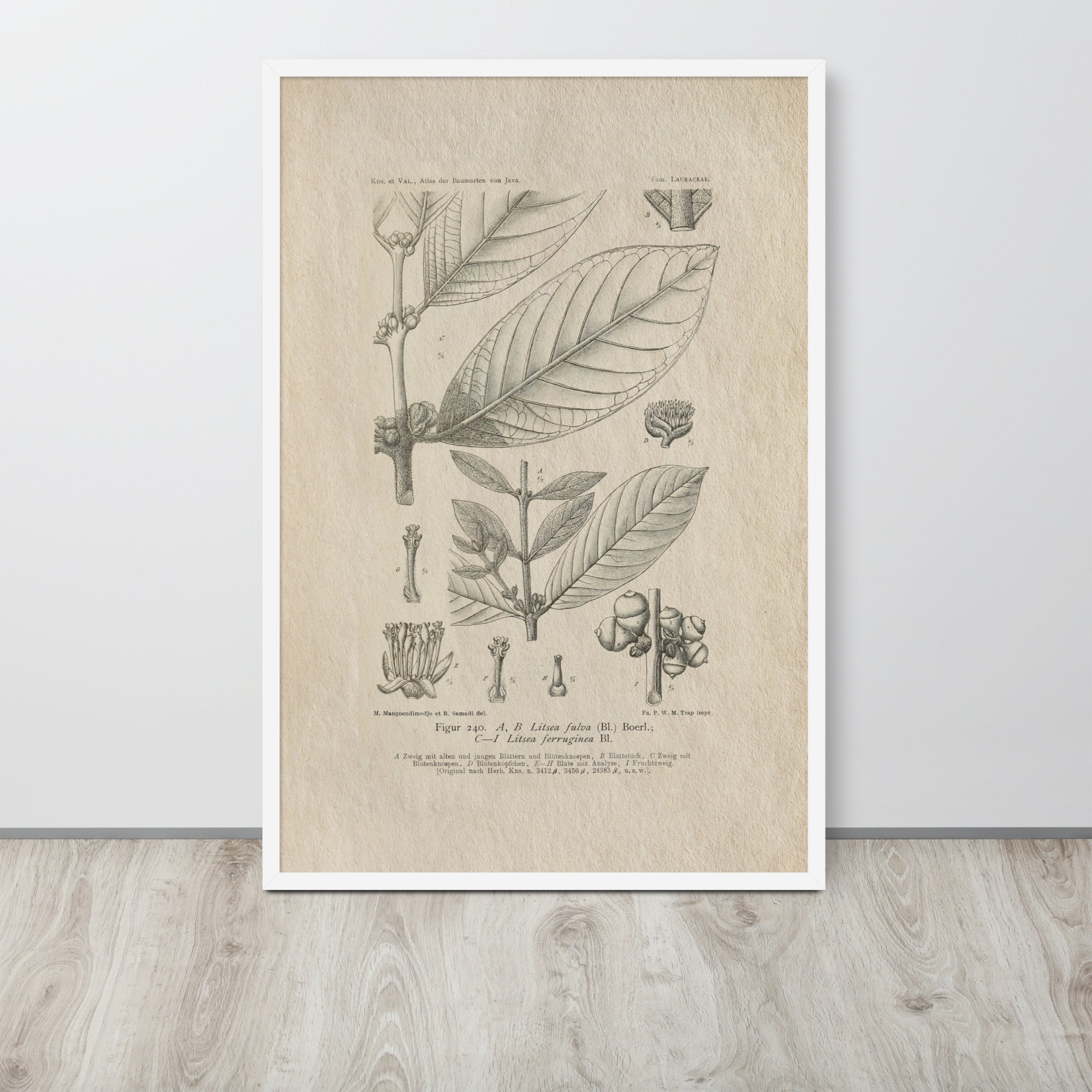 Botanicals - Litsea Ferruginea
