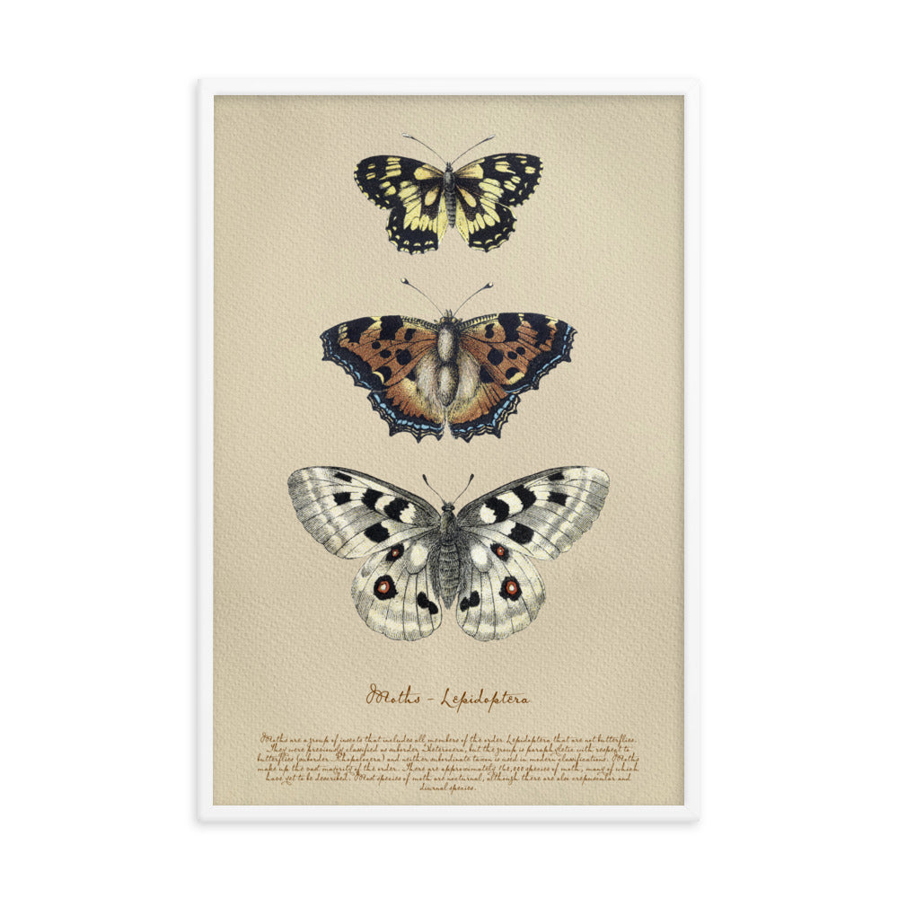 Insects - Moths 0.4