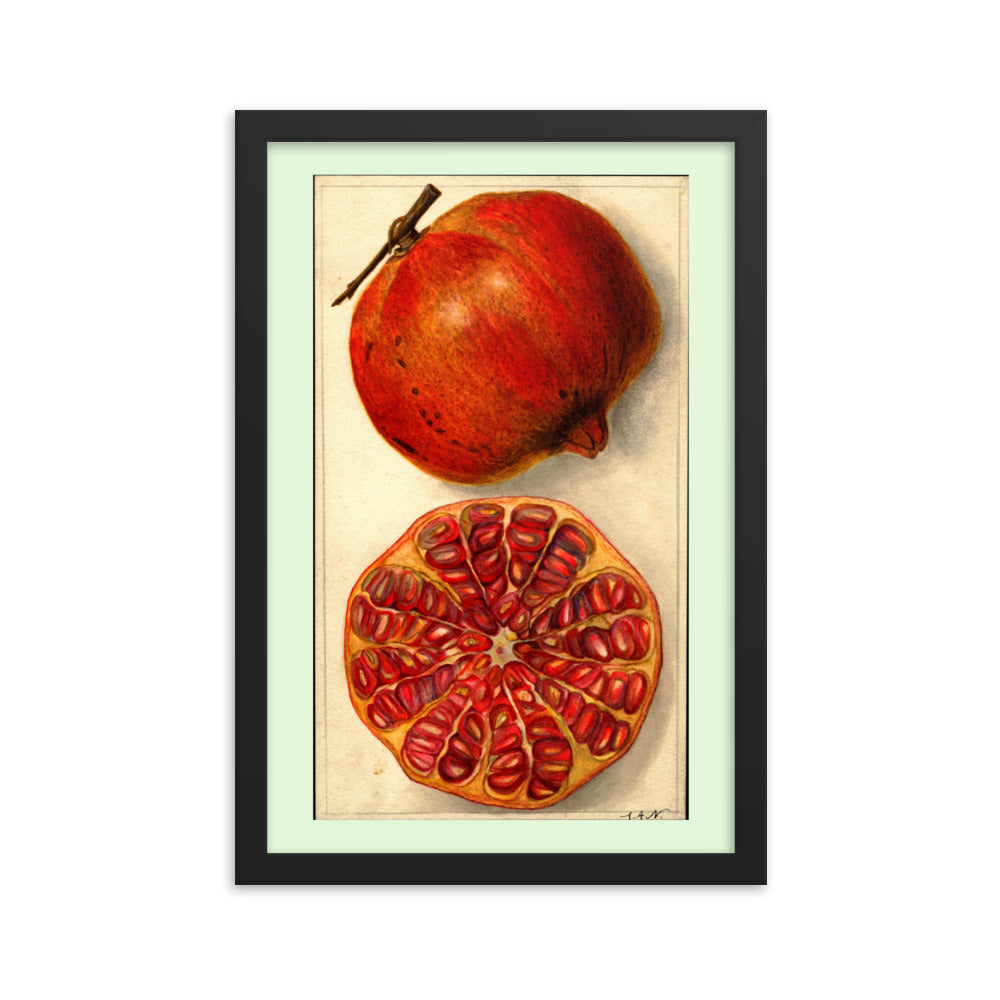 Botanicals - Pomegranate