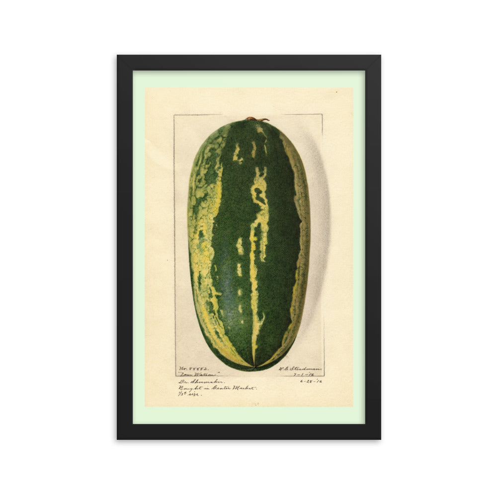 Botanicals - Watermelon