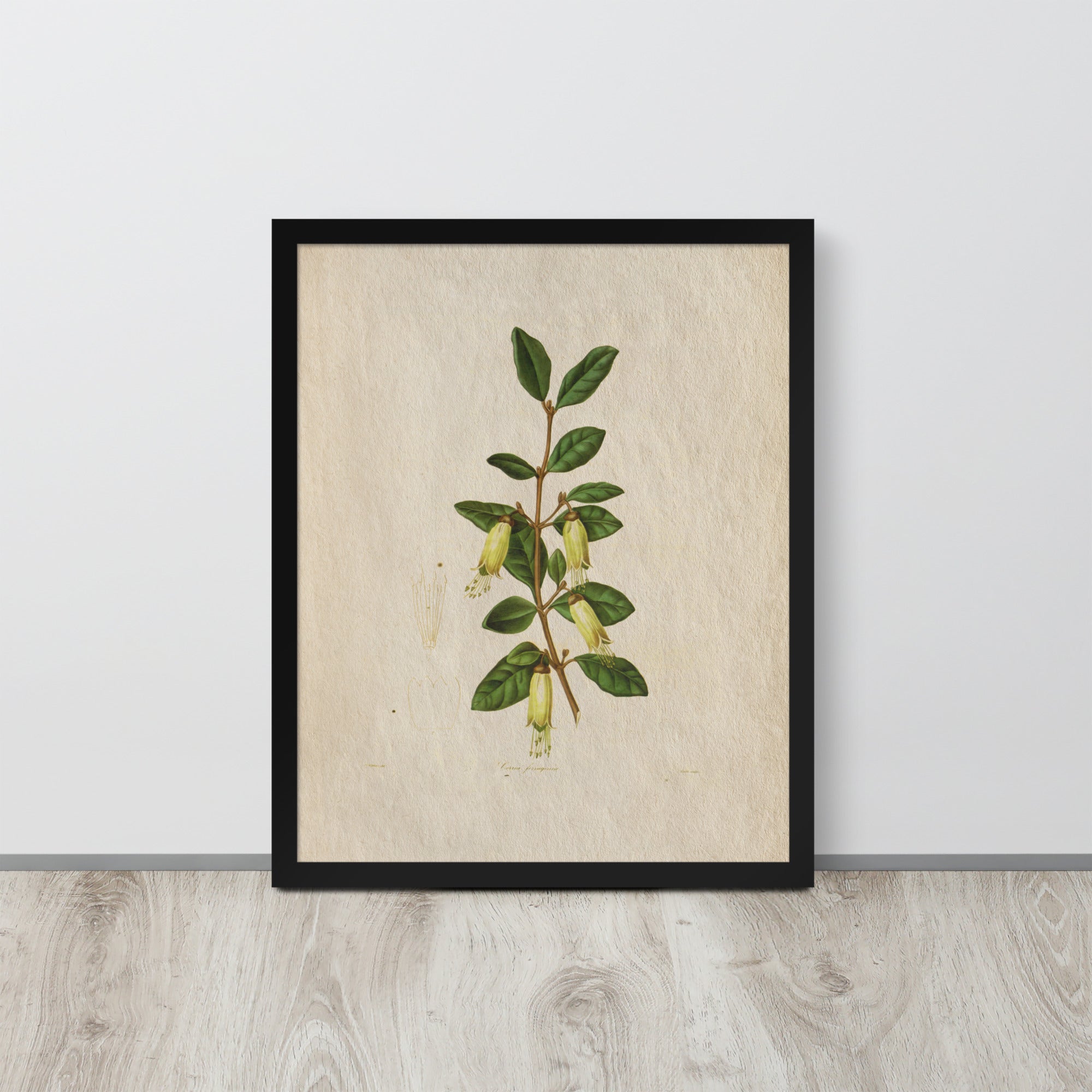 Botanicals - 0.14