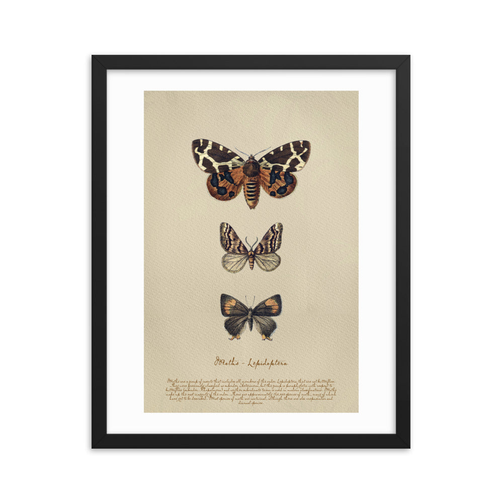 Insects - Bug 5