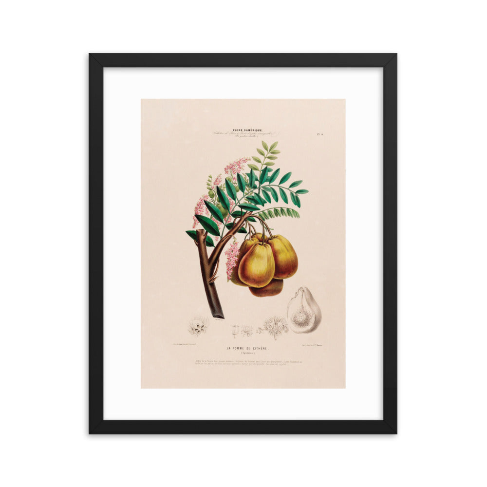 Botanicals: Flore d' Amerique: Le Pomme de Cithere