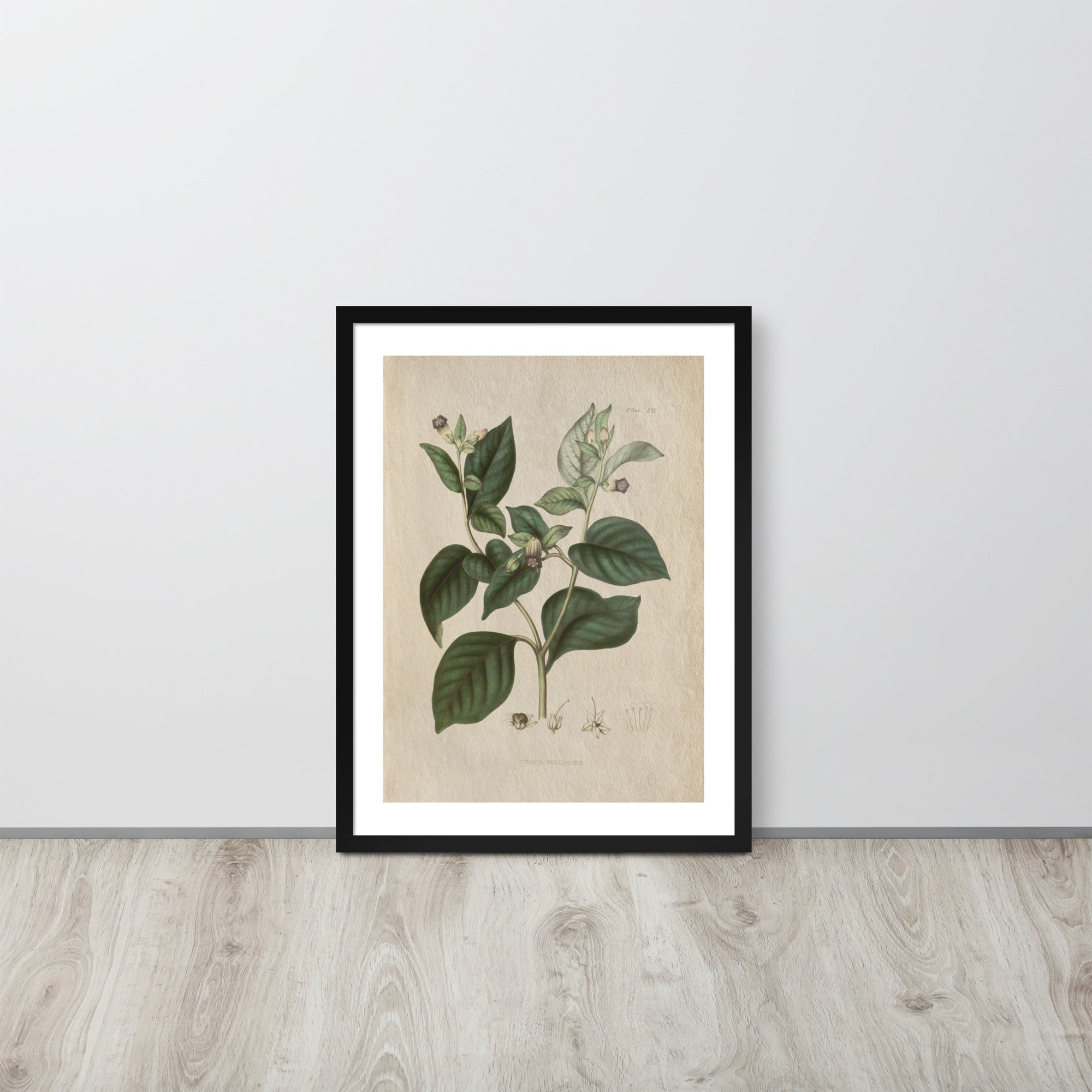 Botanicals - Atropa belladonna