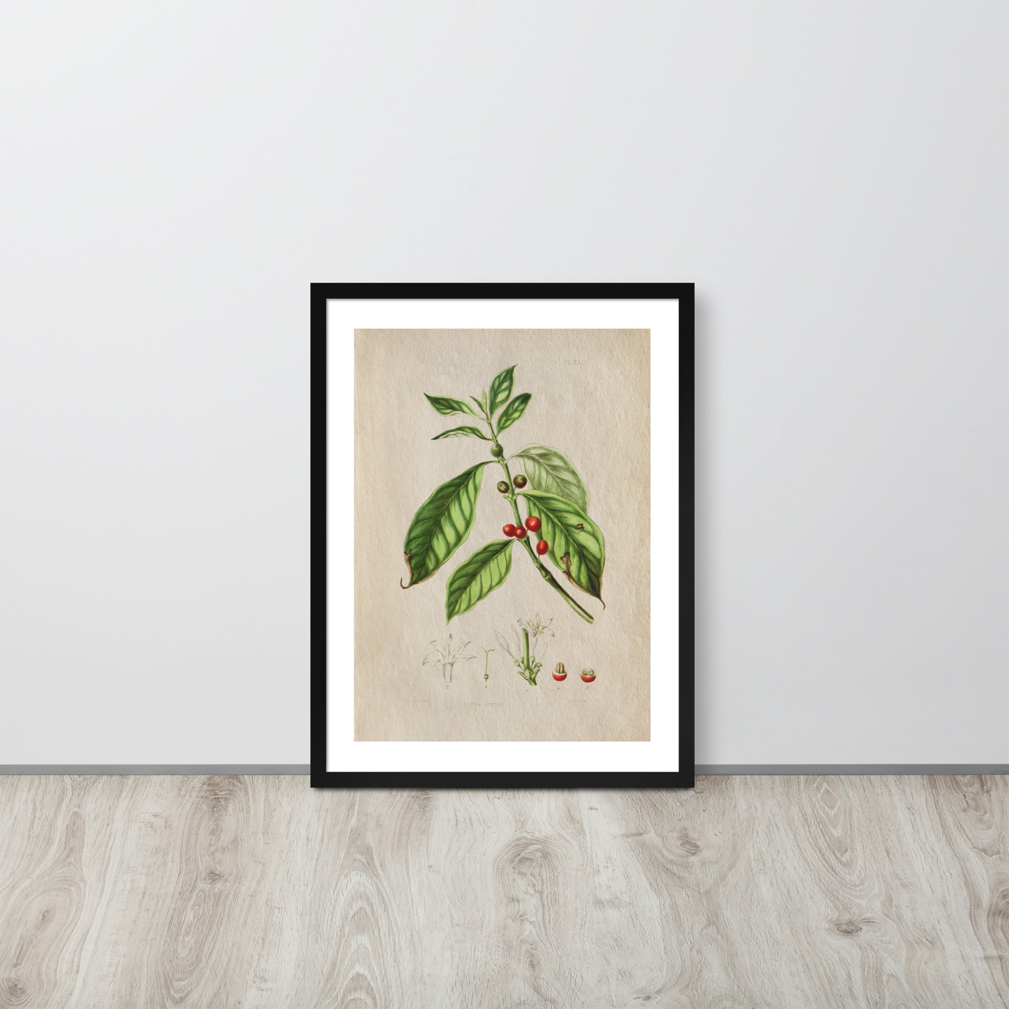 Botanicals - Corte Arabica