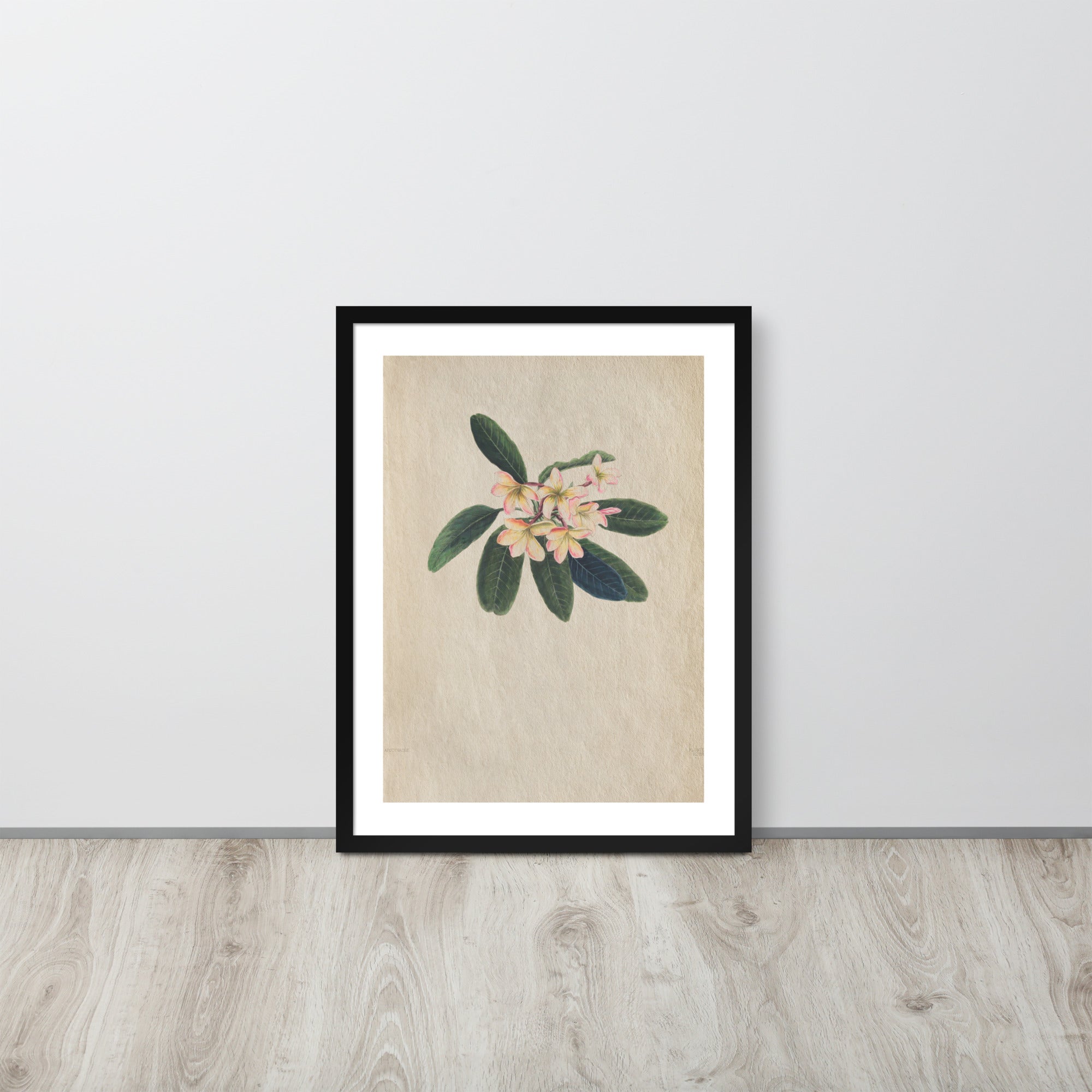 Botanicals - Frangipani