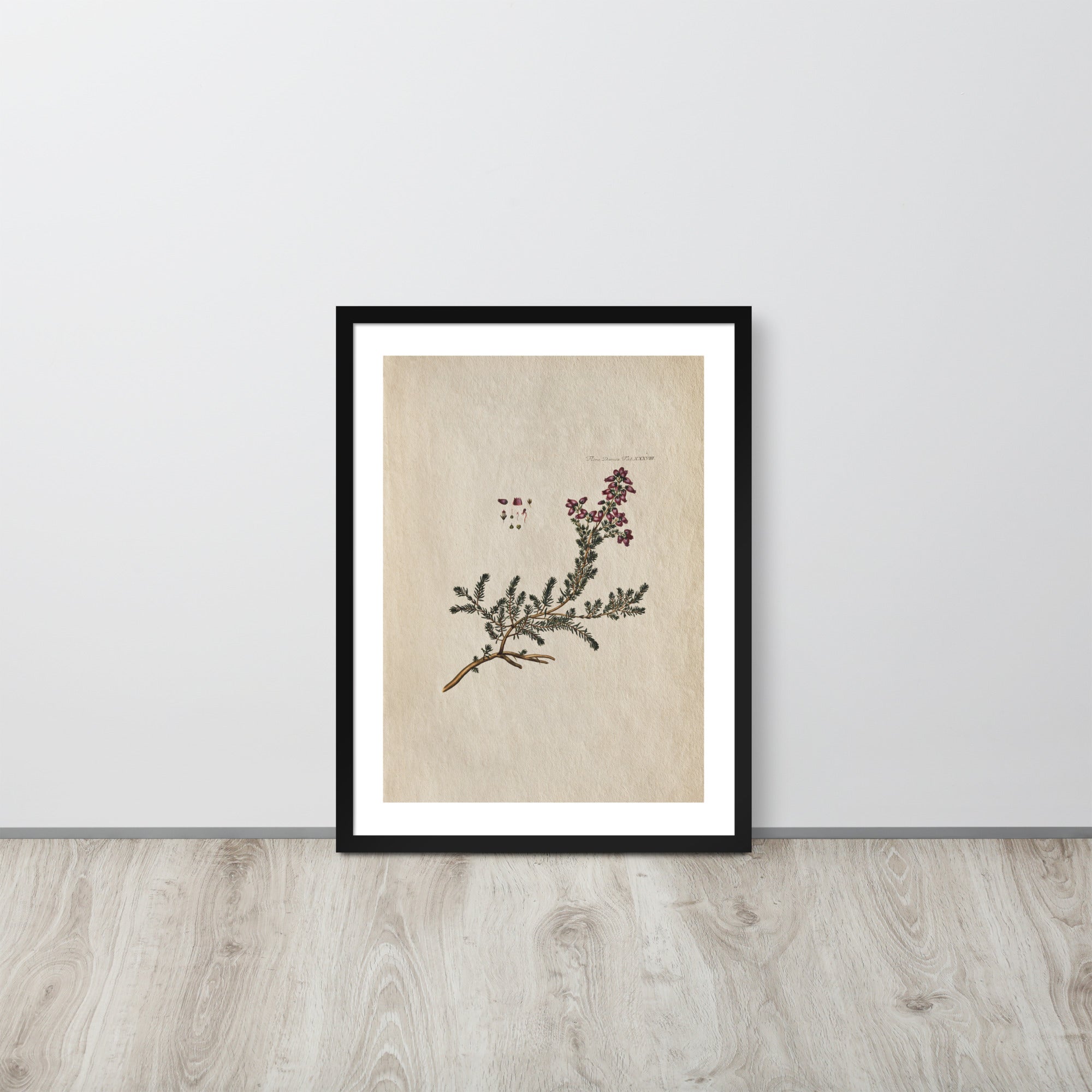 Botanicals - Flora Danica Tab XXXVIII