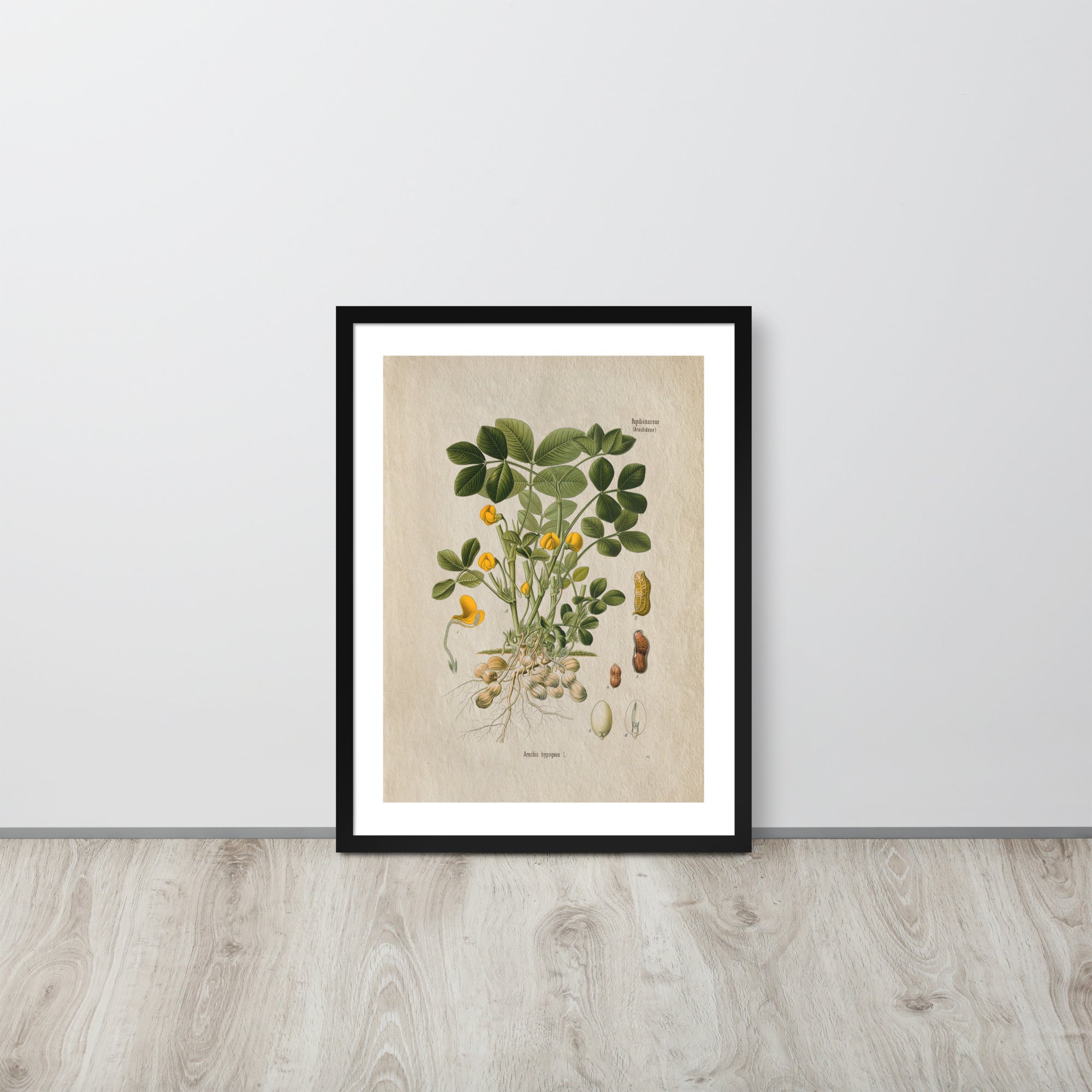 Botanicals - Arachis Hypogaea