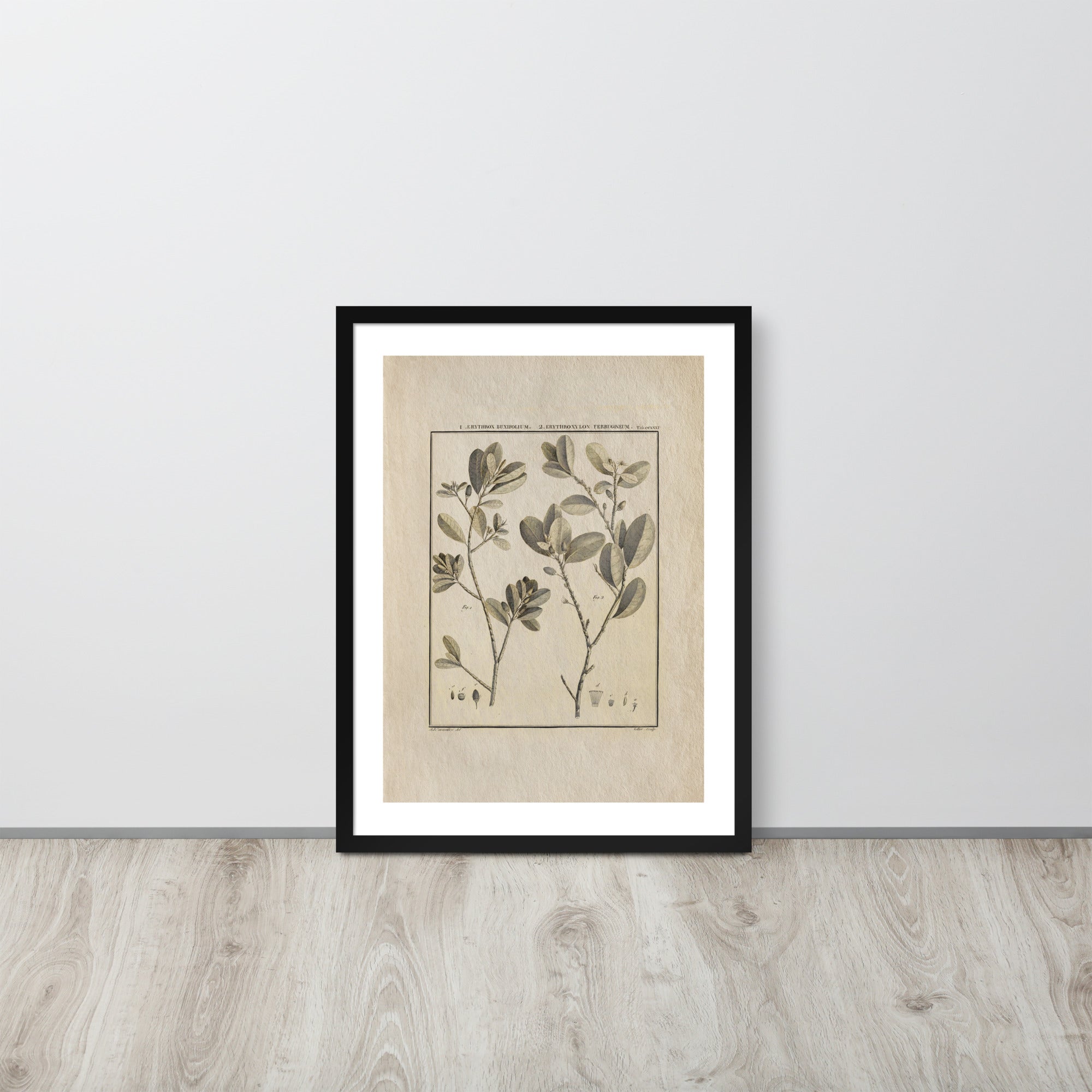 Botanicals - Erythroxylum