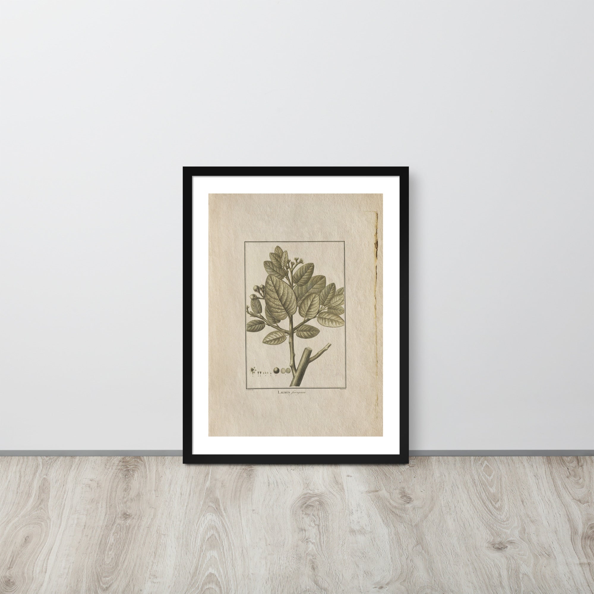 Botanicals - Laurus Ferruginea