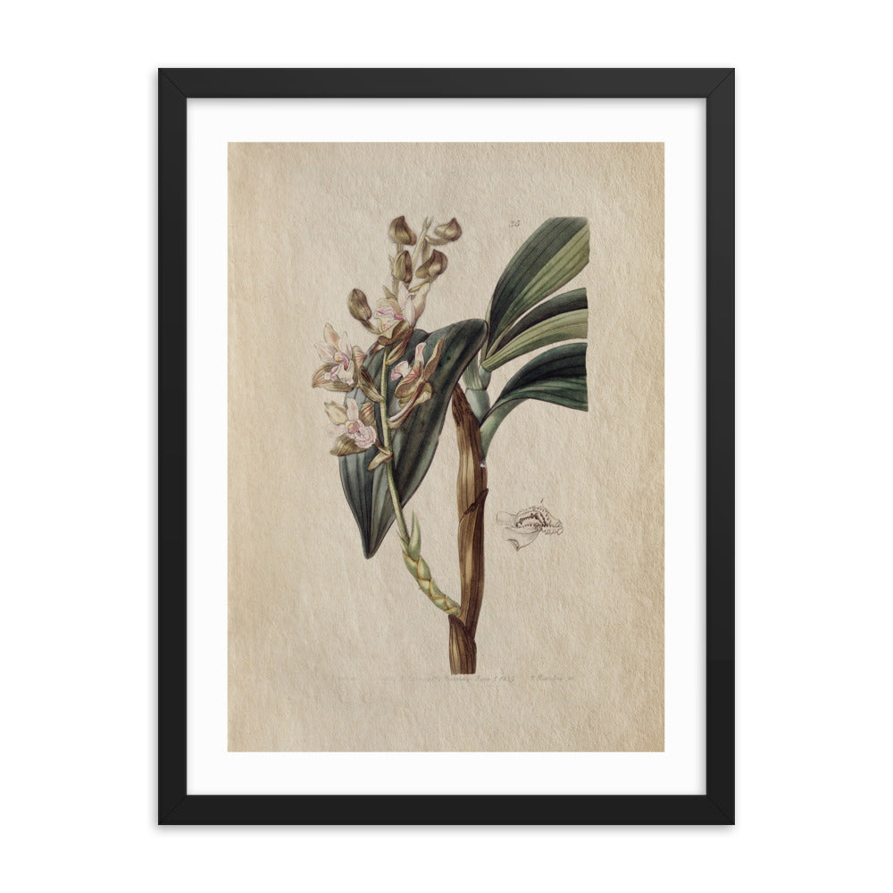 Botanical - 0.4