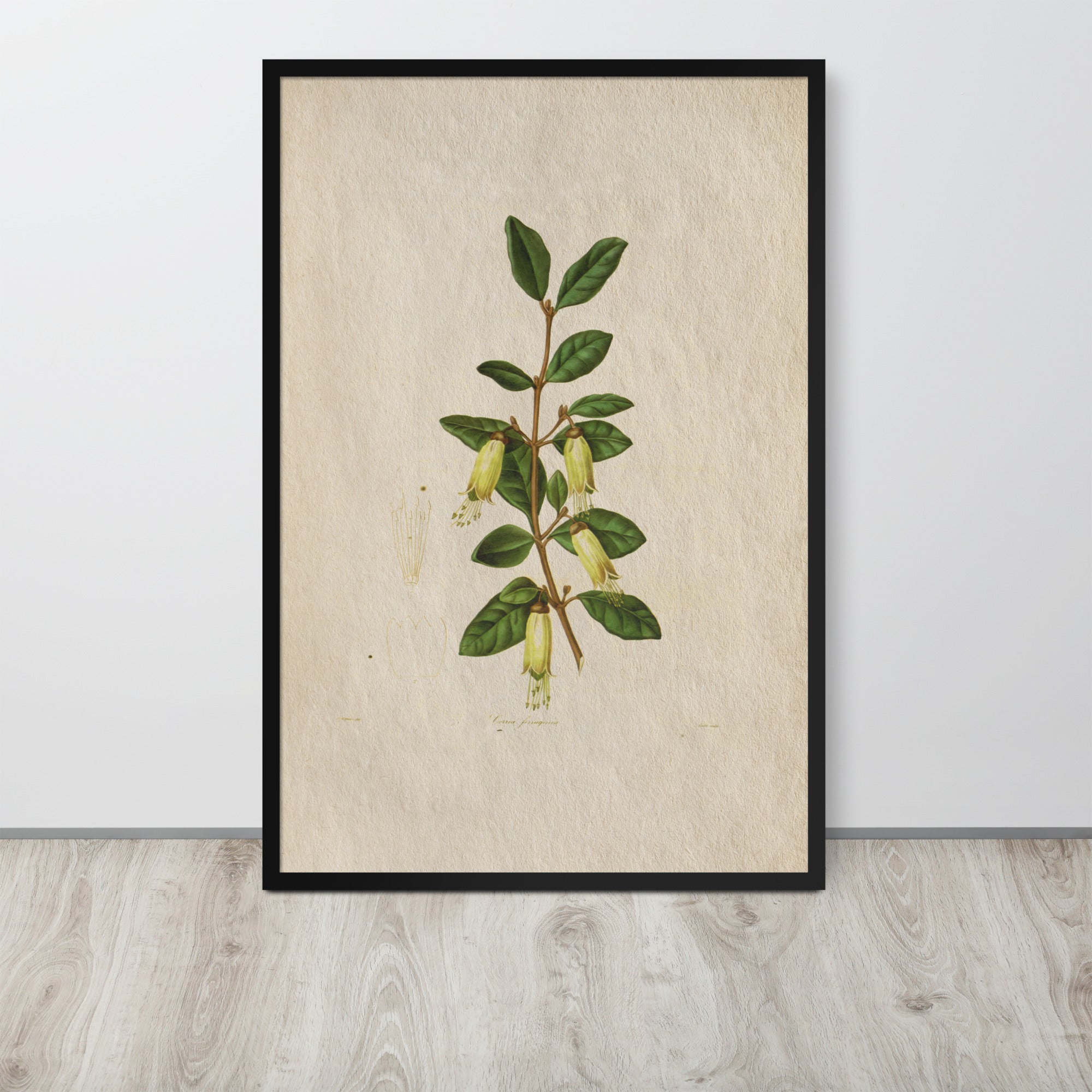 Botanicals - 0.14