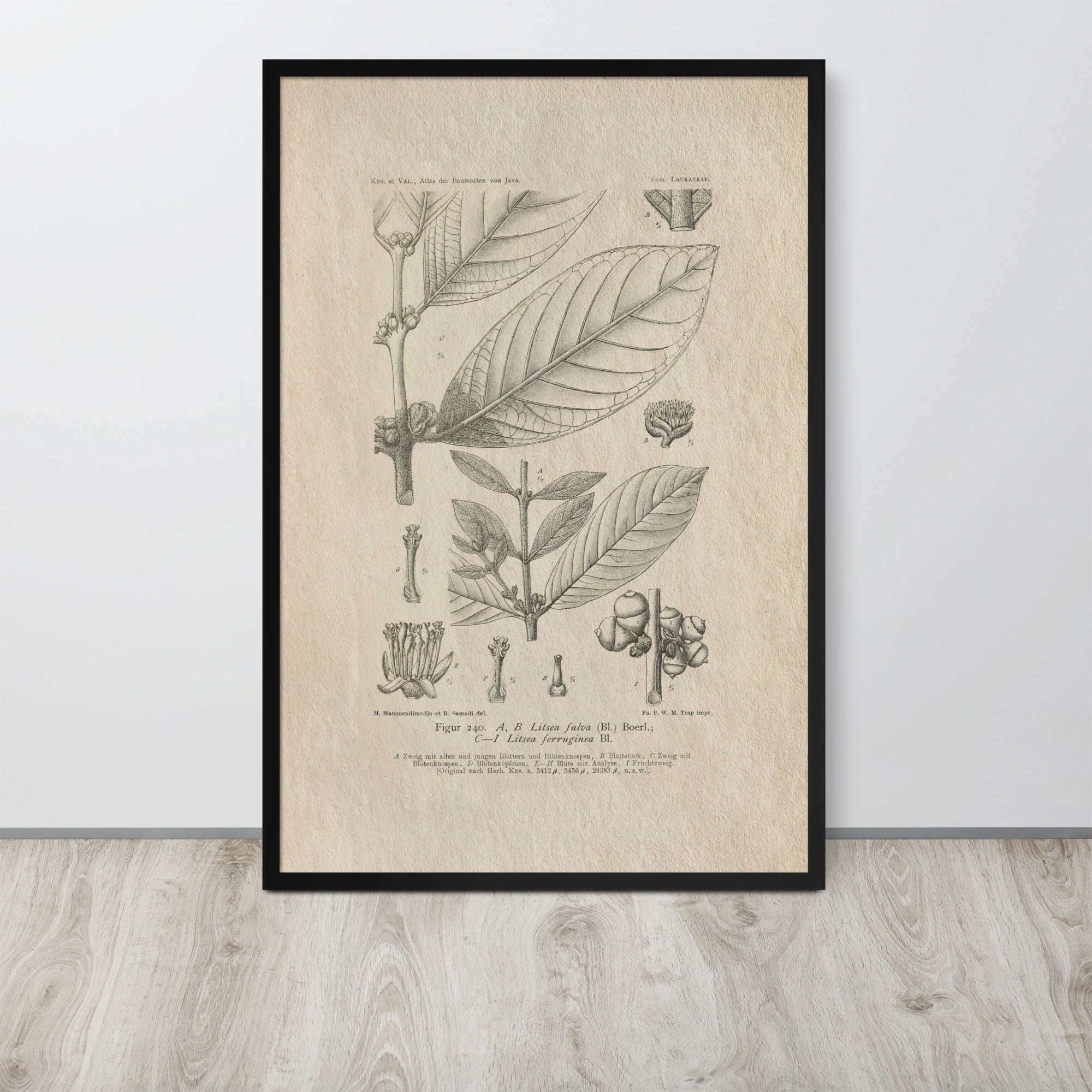 Botanicals - Litsea Ferruginea