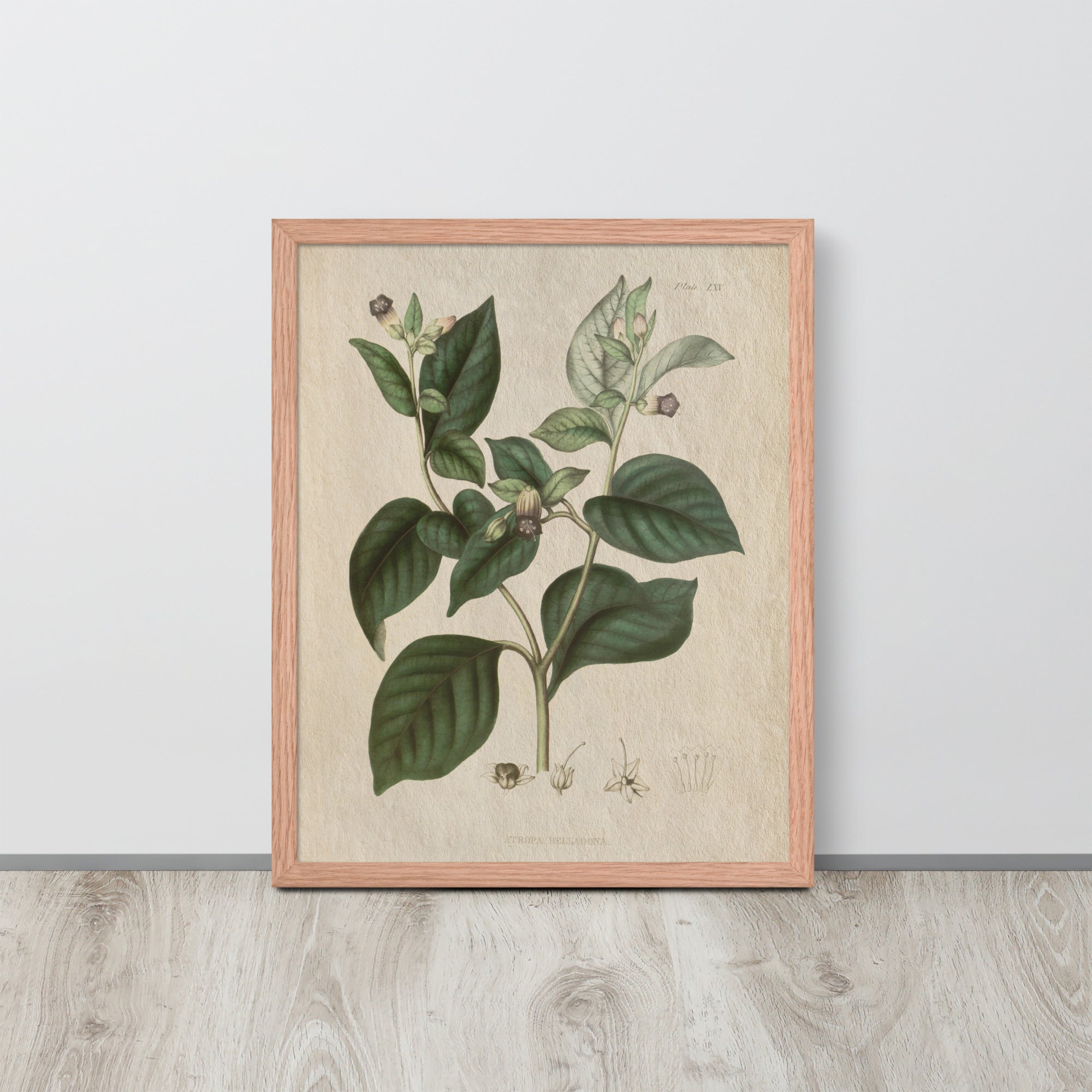 Botanicals - Atropa belladonna