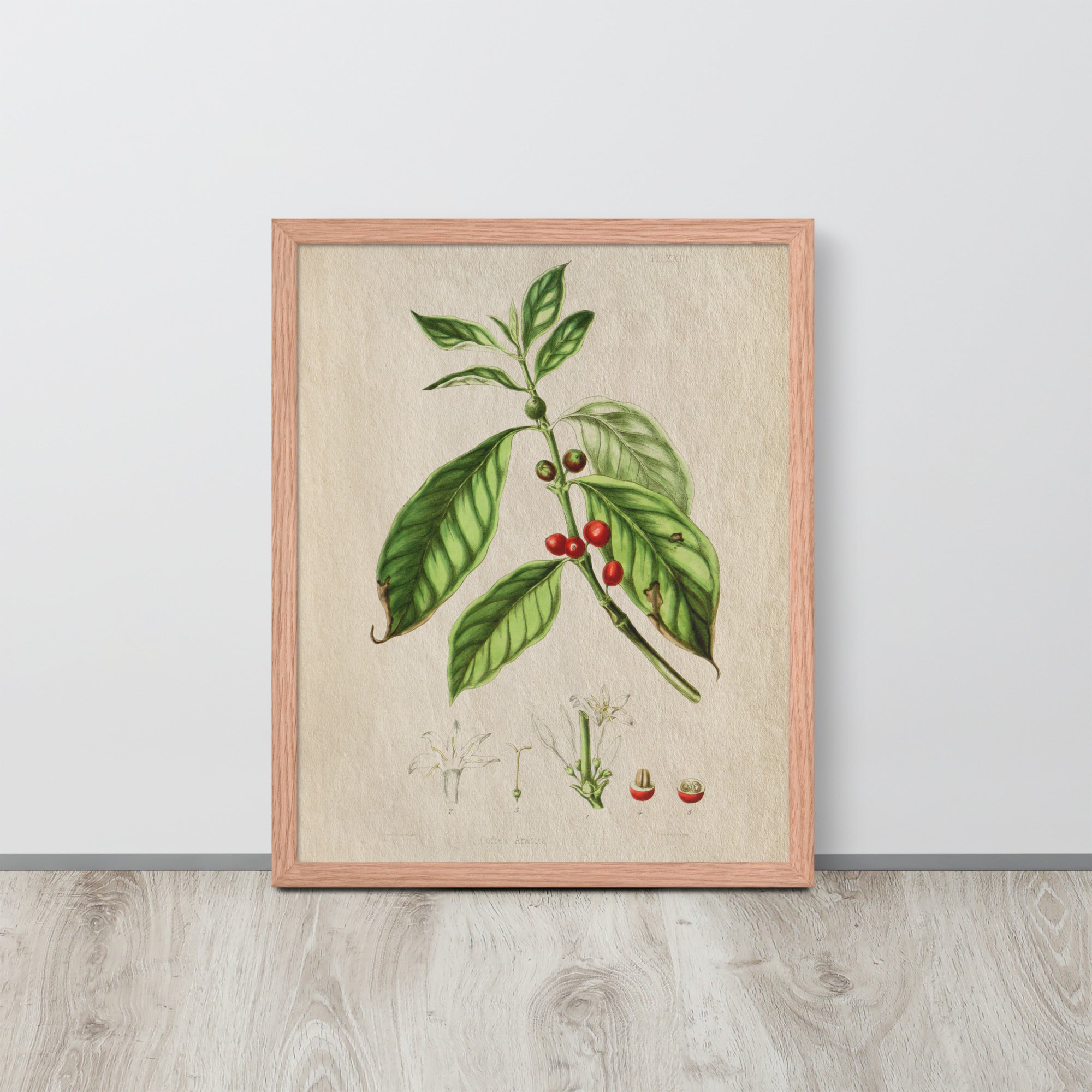 Botanicals - Corte Arabica
