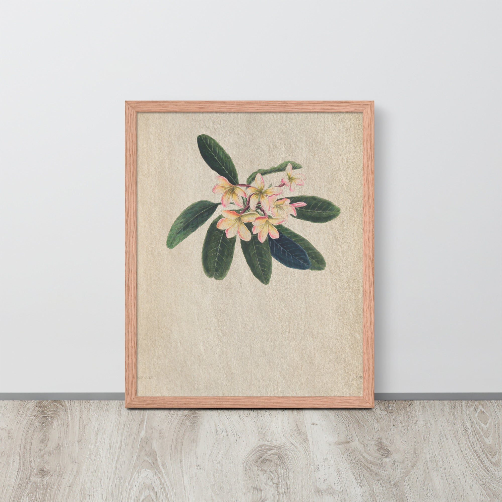 Botanicals - Frangipani