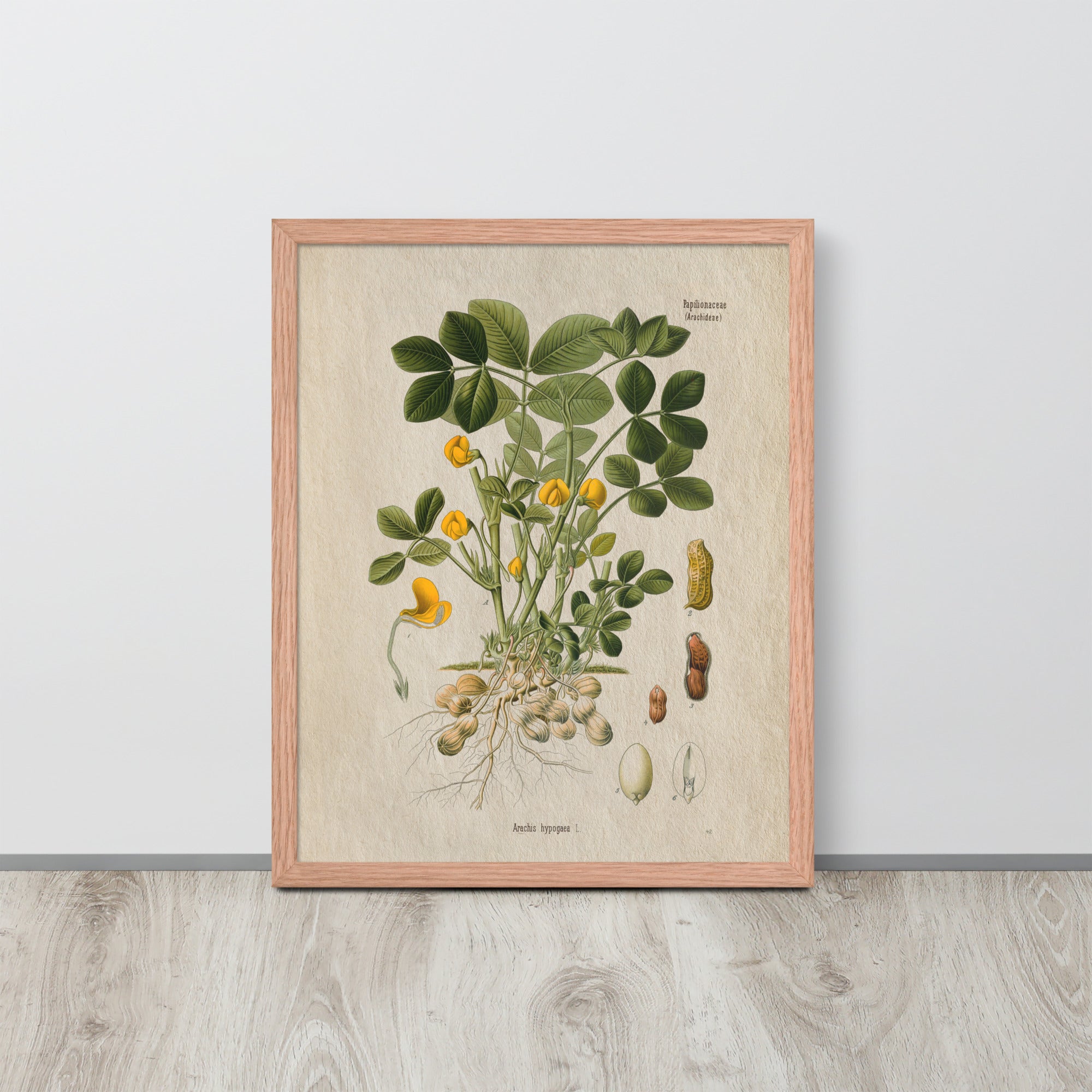 Botanicals - Arachis Hypogaea