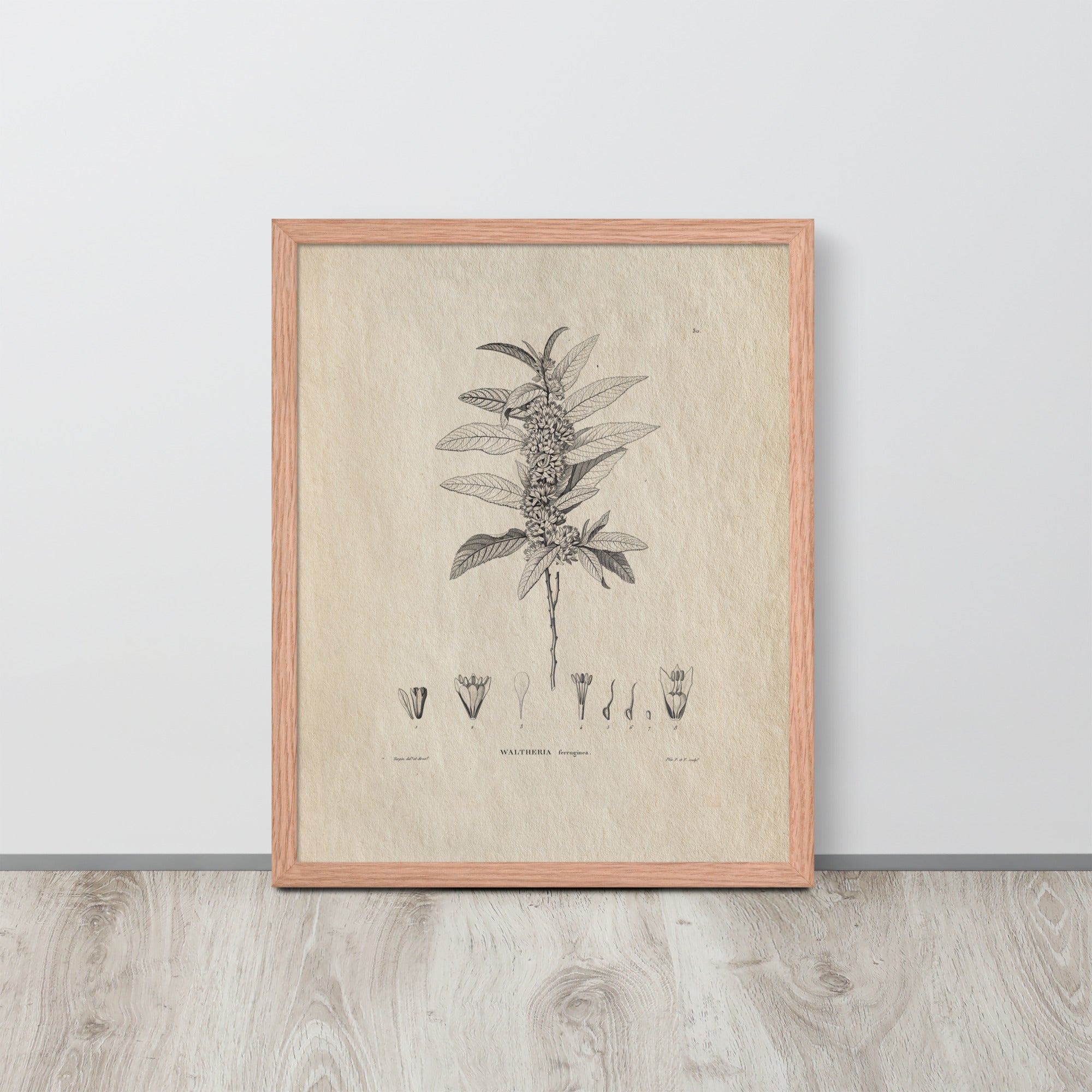 Botanicals - Waltheria Ferruginea