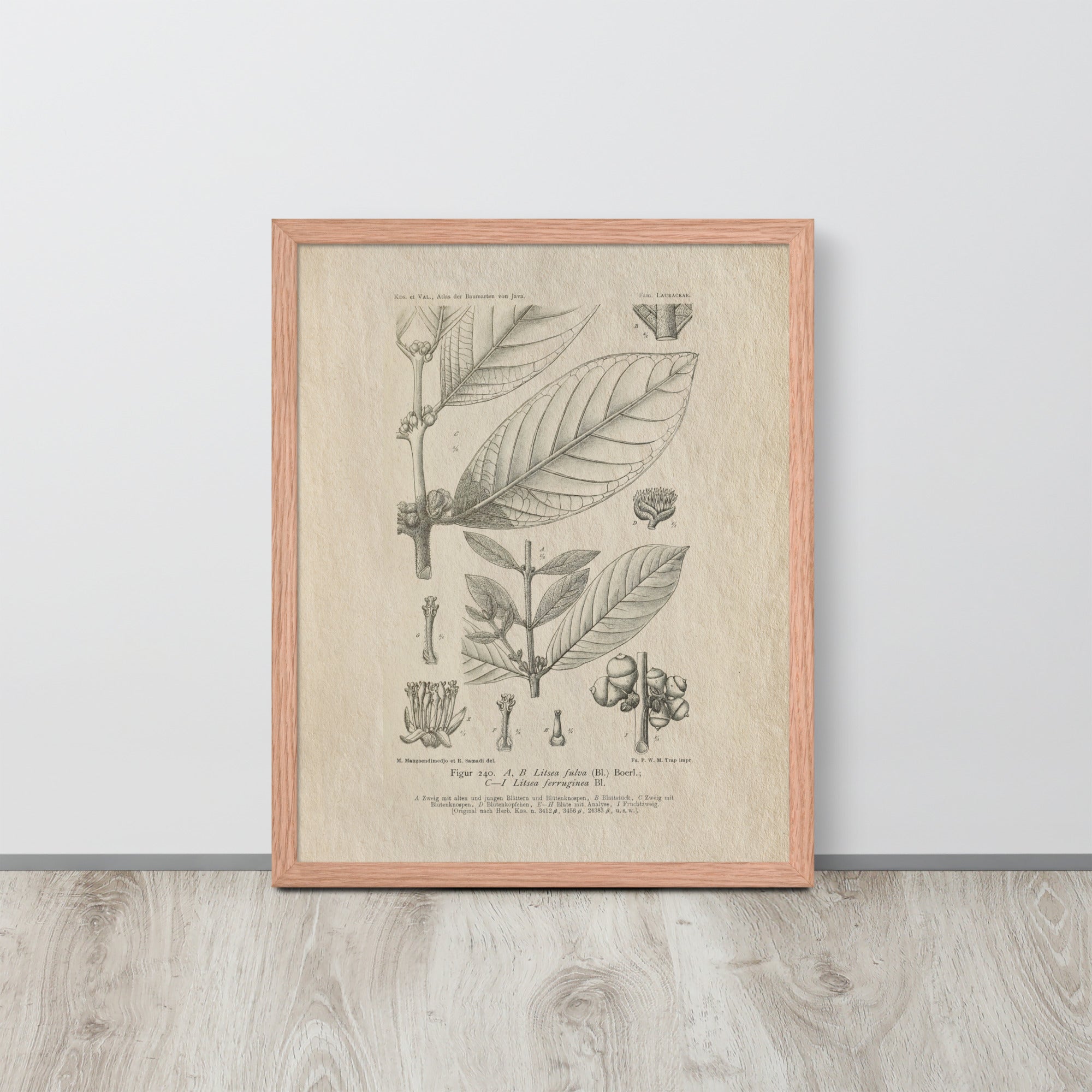 Botanicals - Litsea Ferruginea