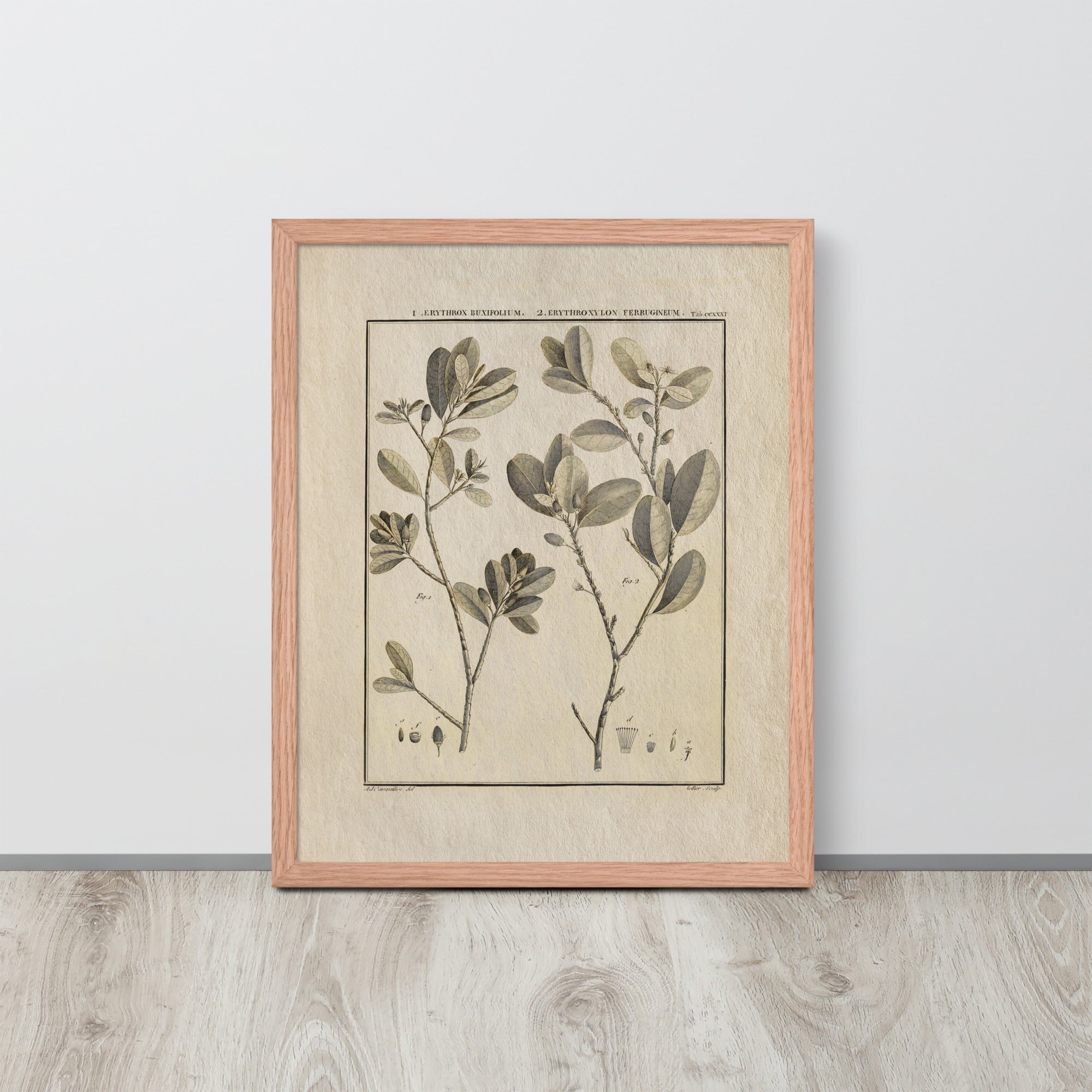 Botanicals - Erythroxylum