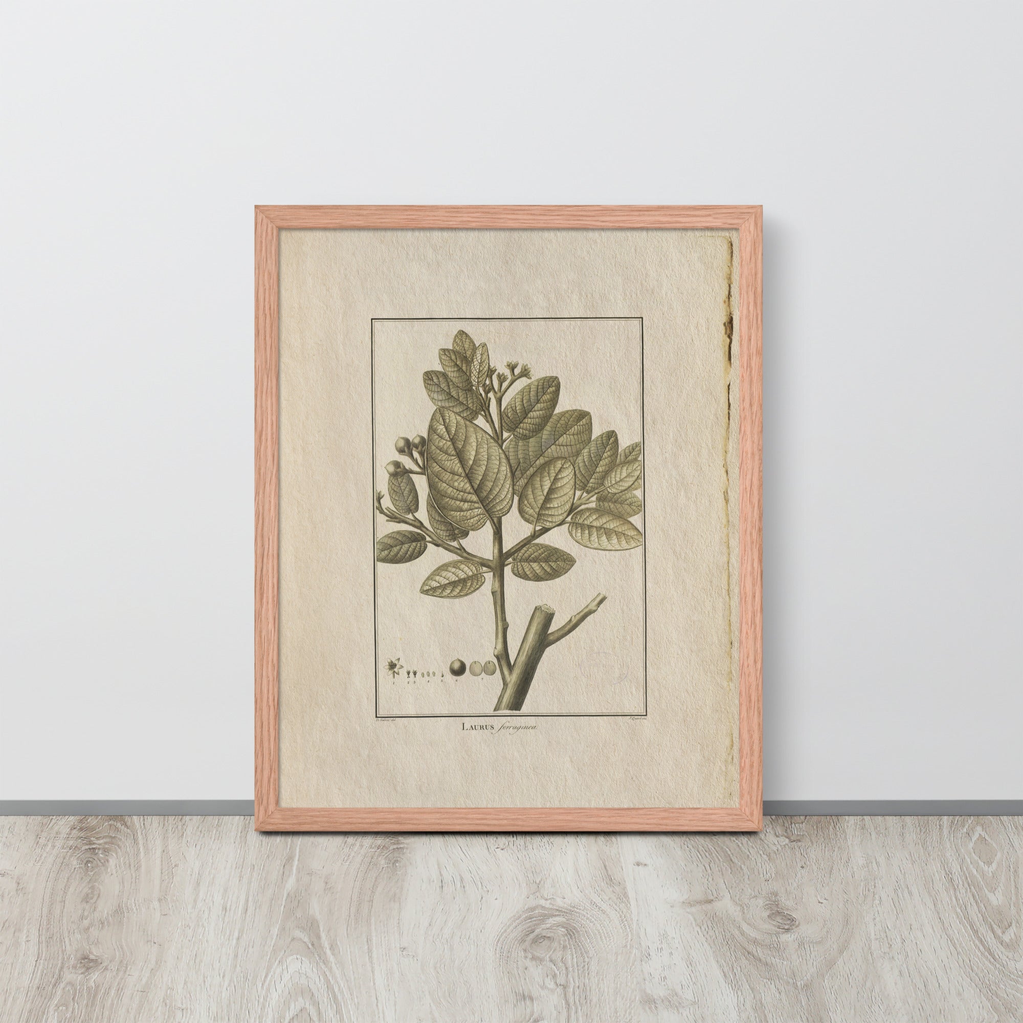 Botanicals - Laurus Ferruginea