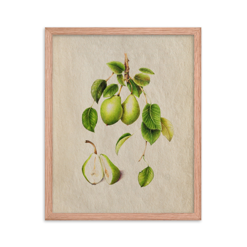 Botanicals - Pyrus Communis