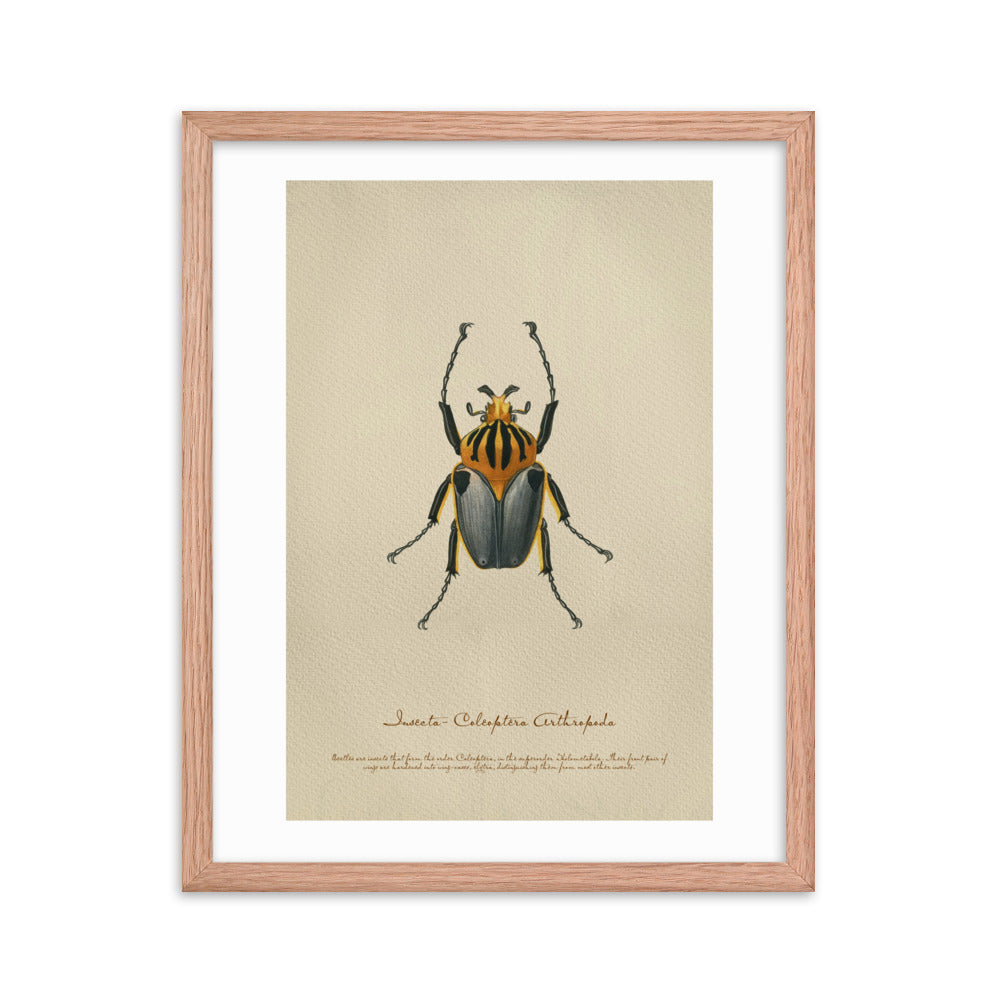 Insects - Beetle 6