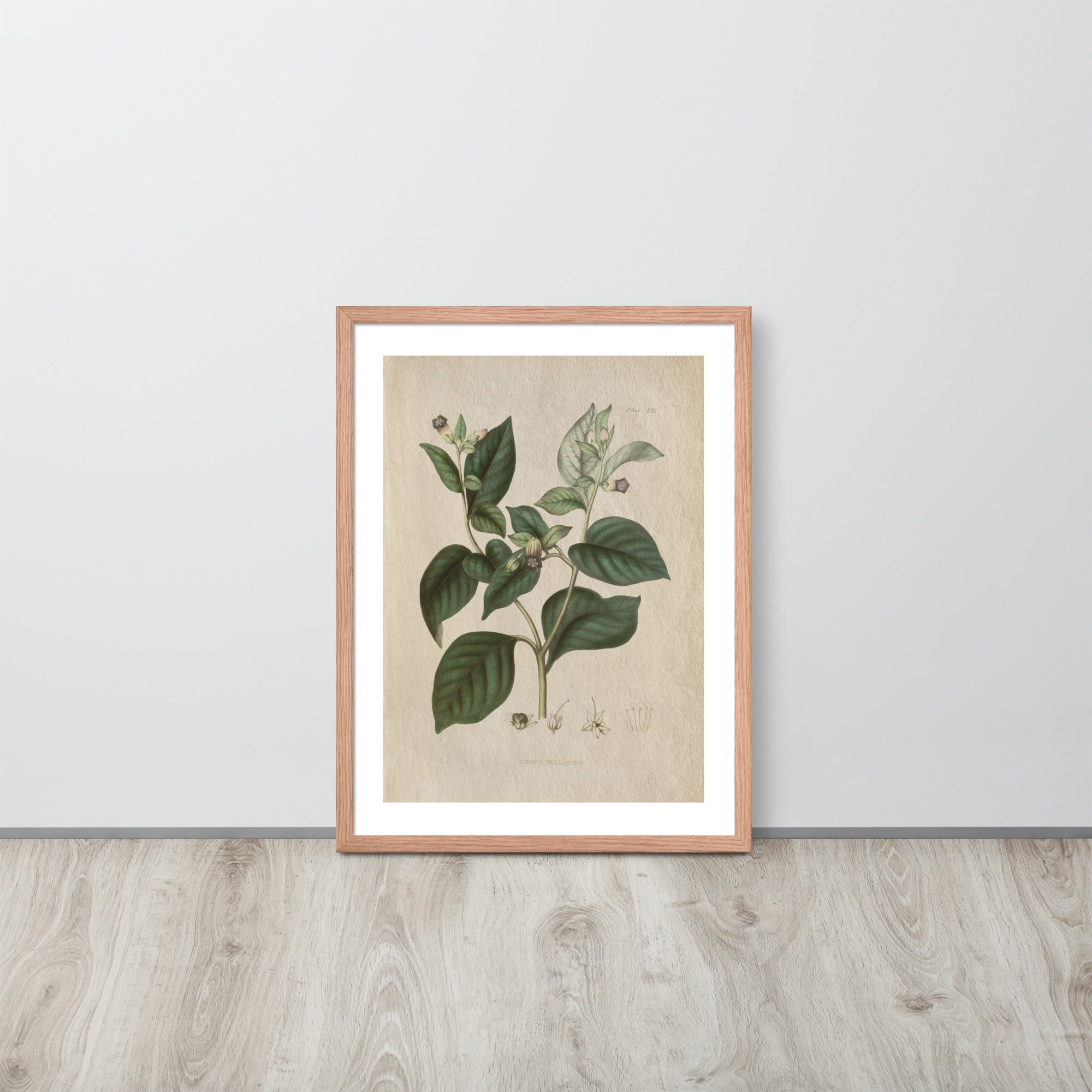 Botanicals - Atropa belladonna