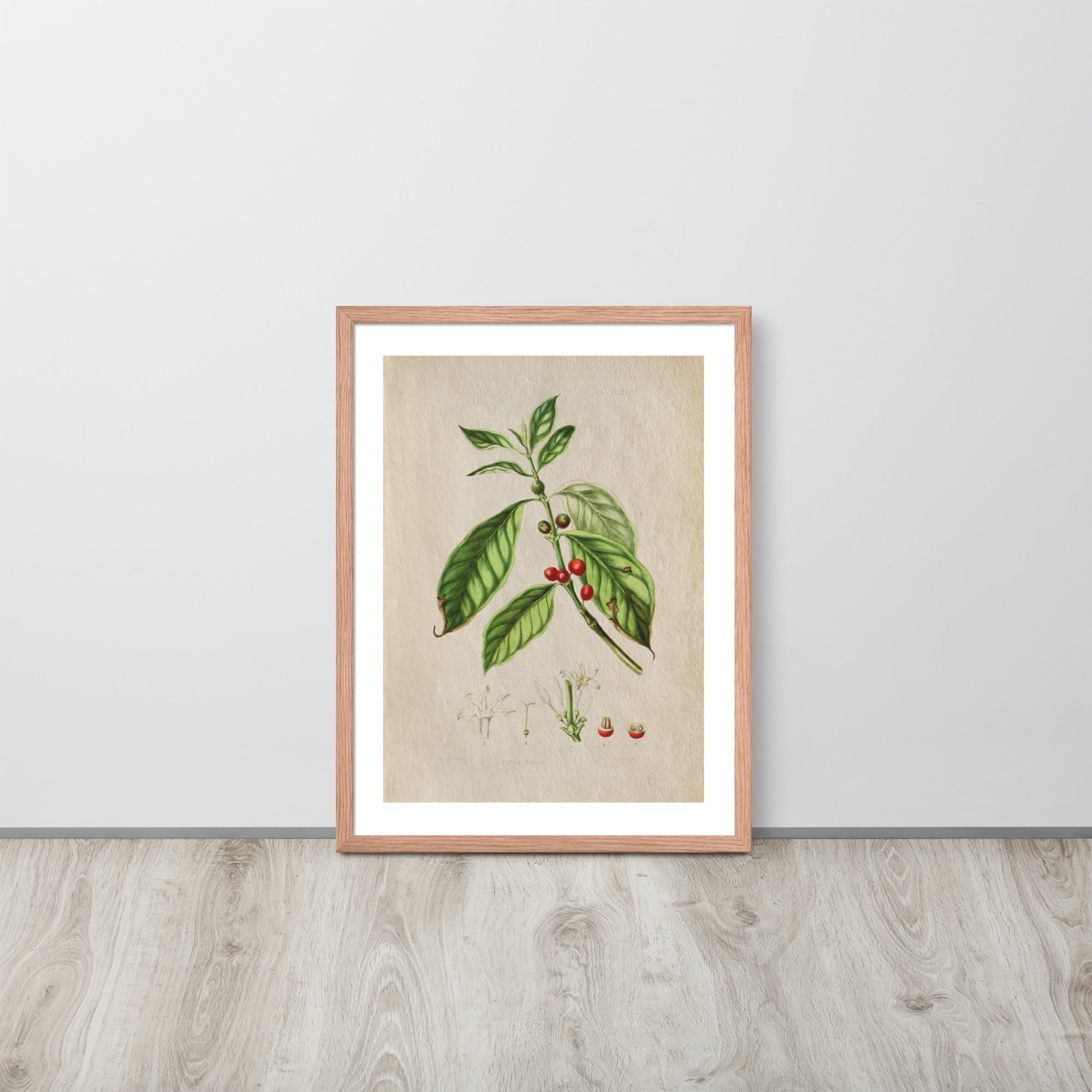 Botanicals - Corte Arabica
