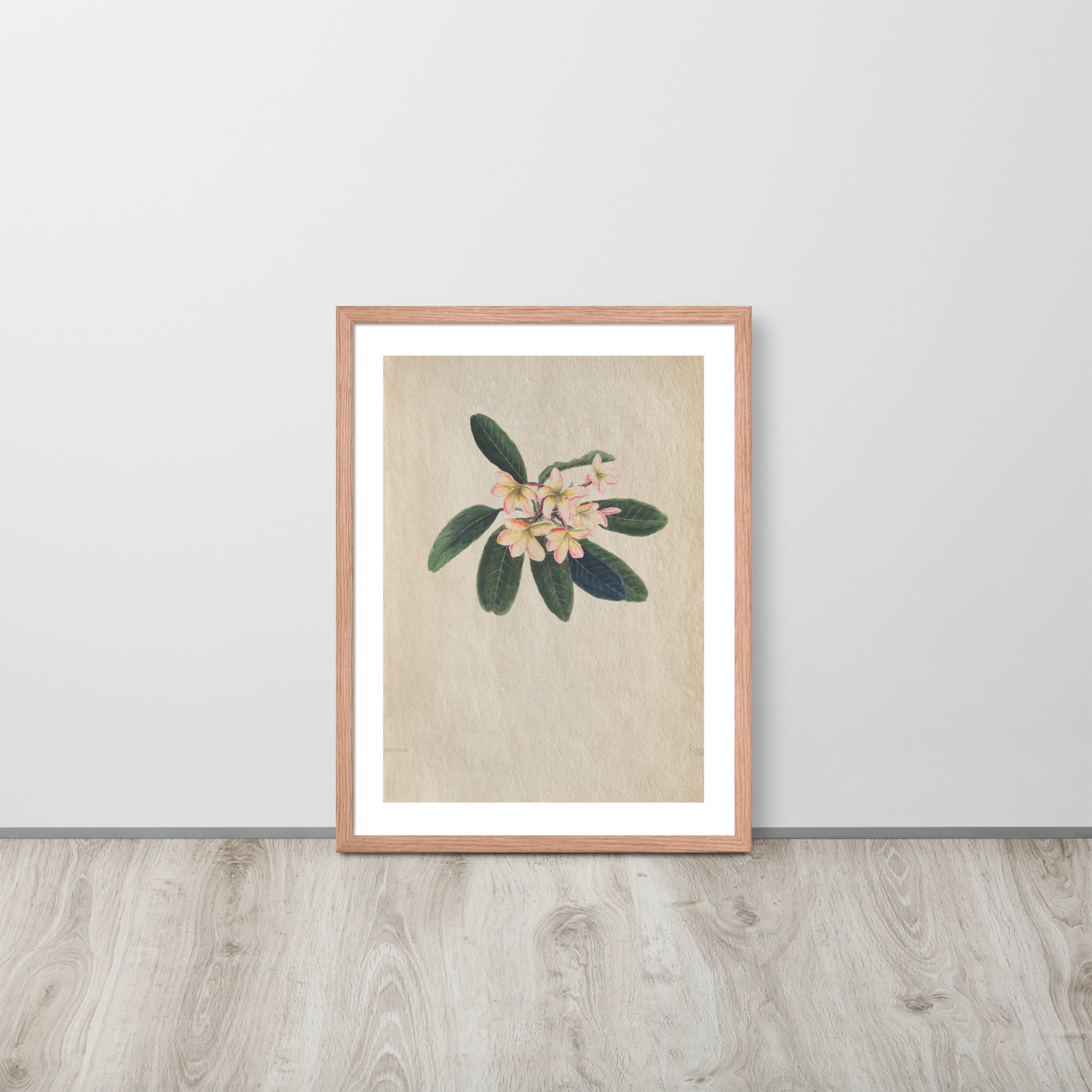 Botanicals - Frangipani