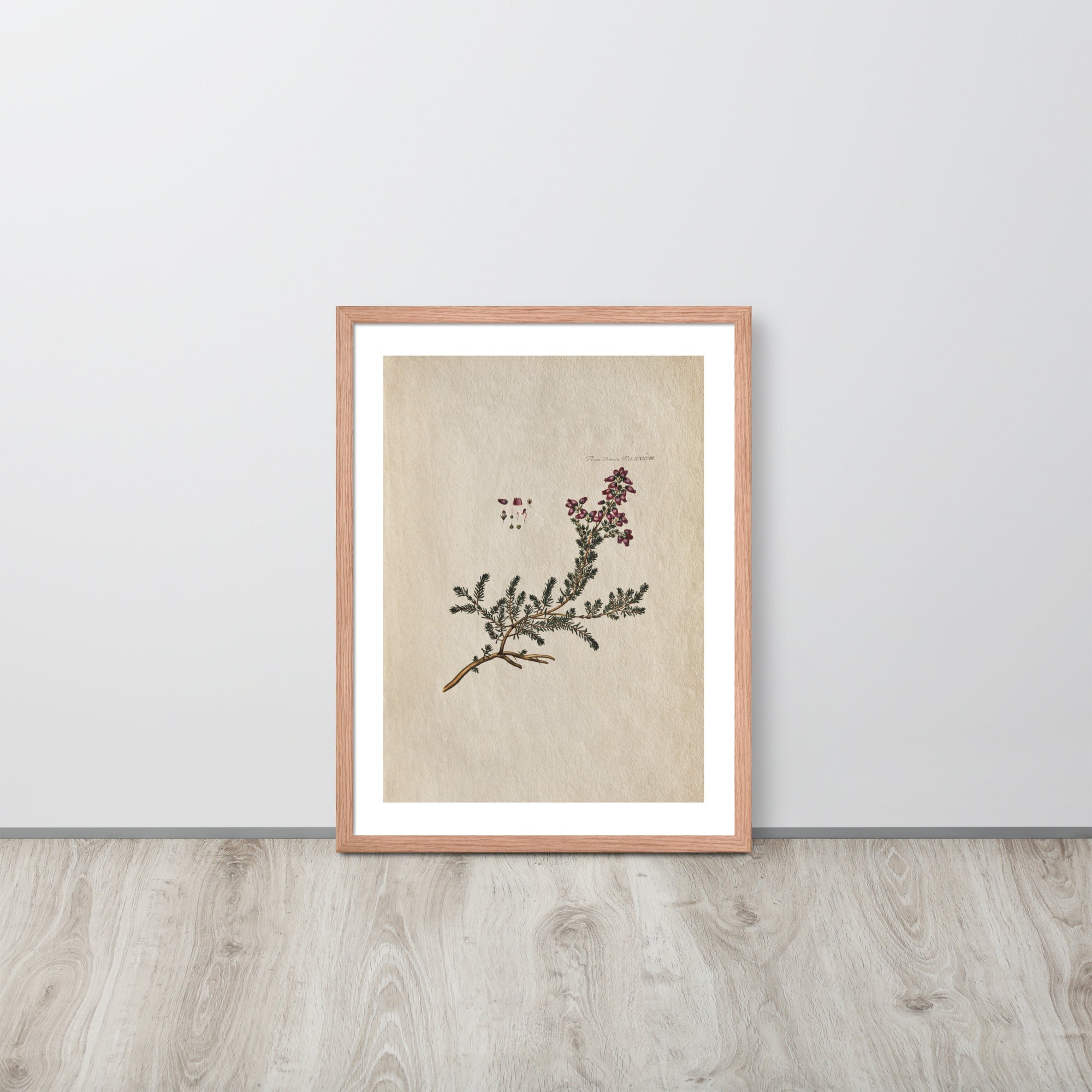 Botanicals - Flora Danica Tab XXXVIII