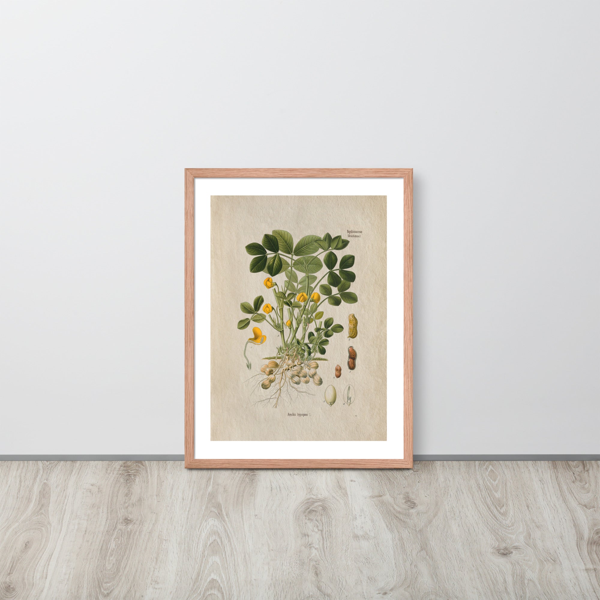 Botanicals - Arachis Hypogaea