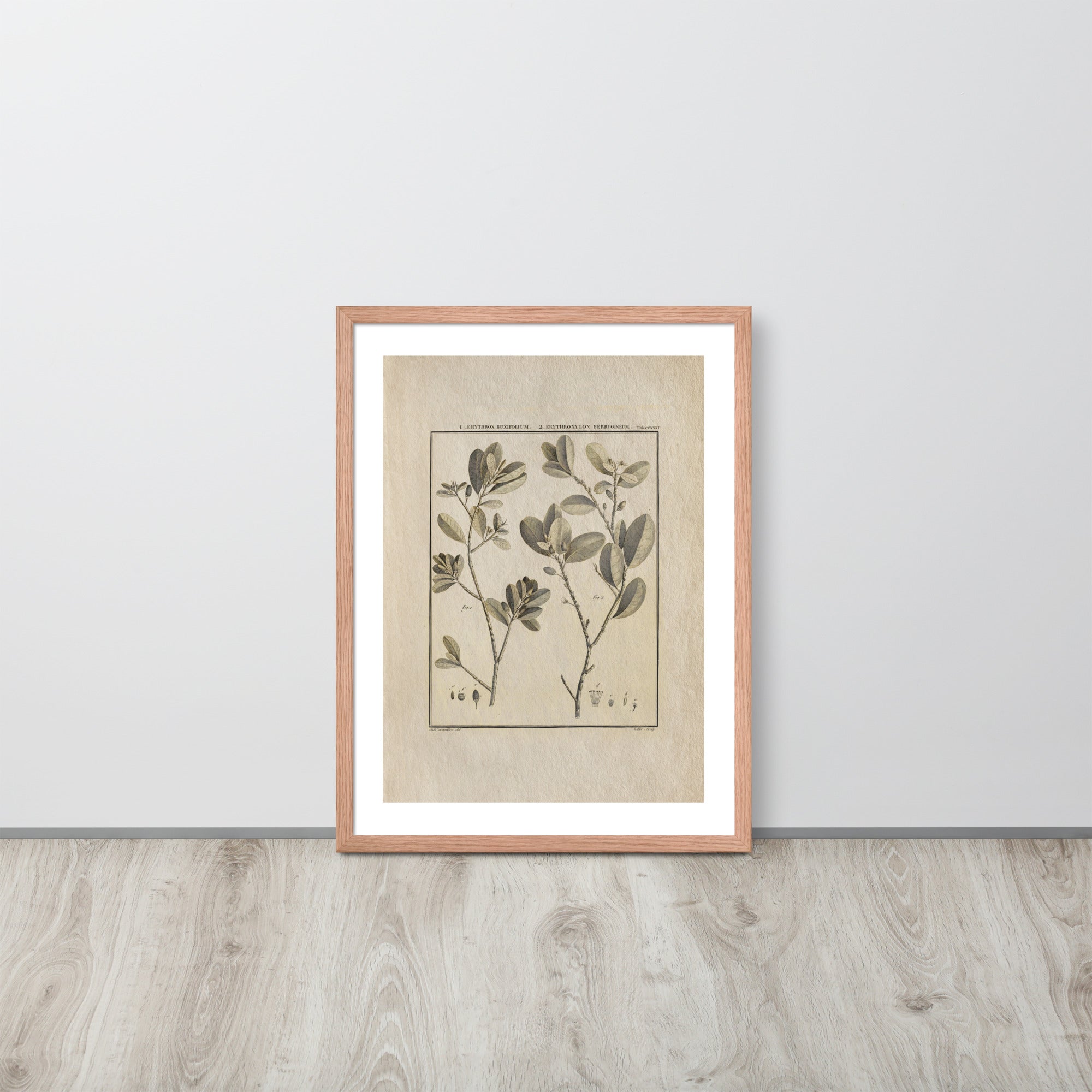 Botanicals - Erythroxylum