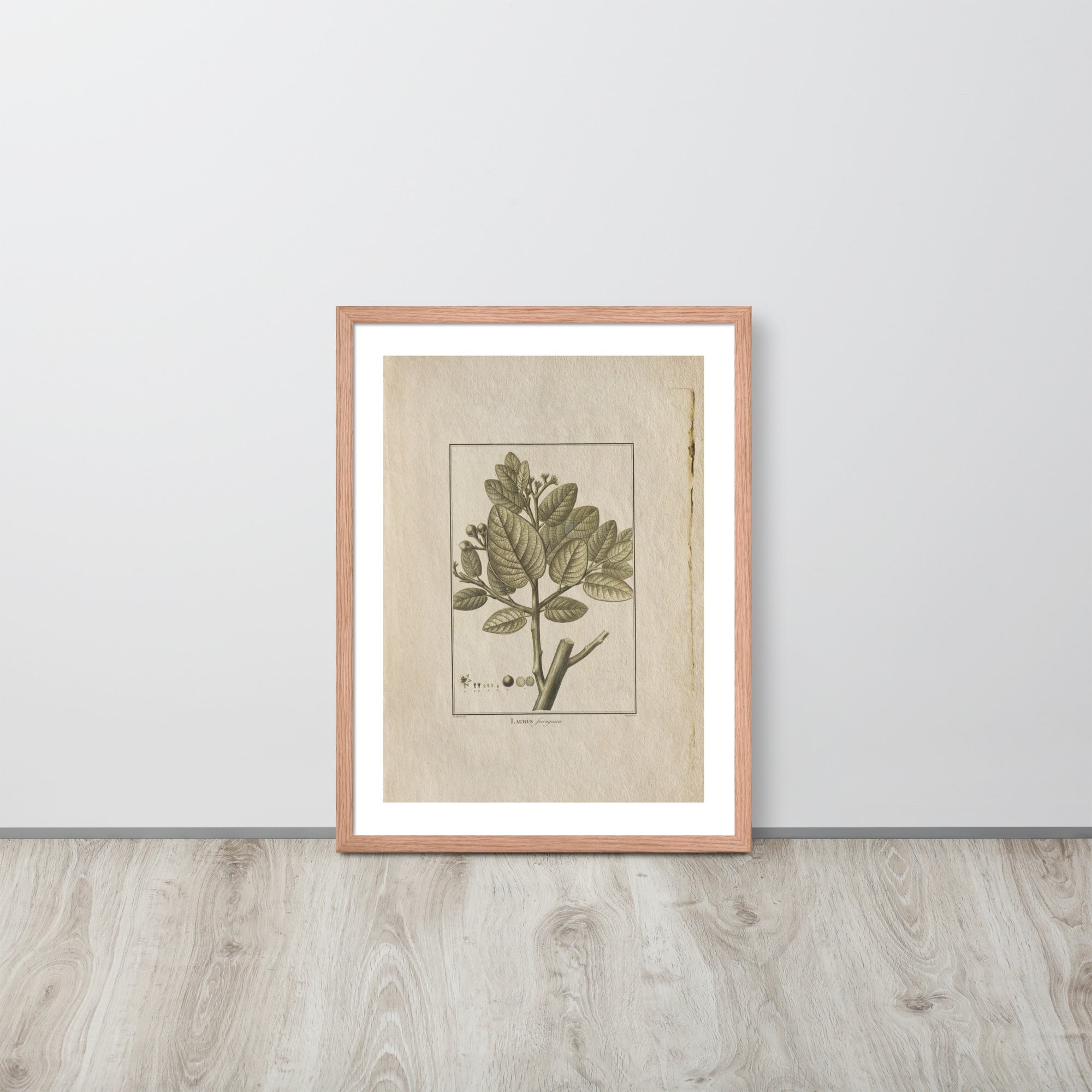 Botanicals - Laurus Ferruginea