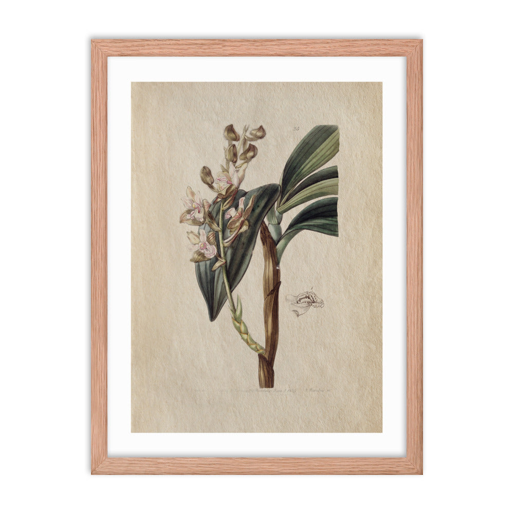 Botanical - 0.4