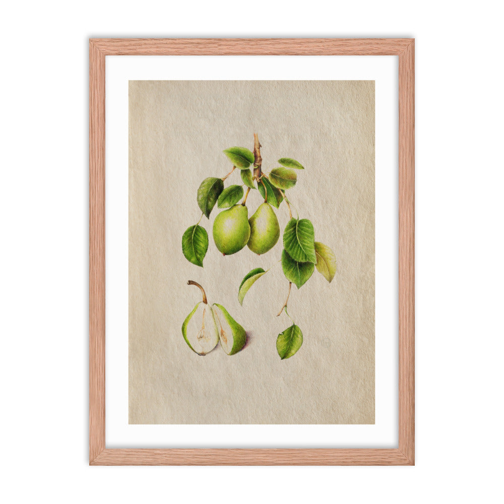 Botanicals - Pyrus Communis