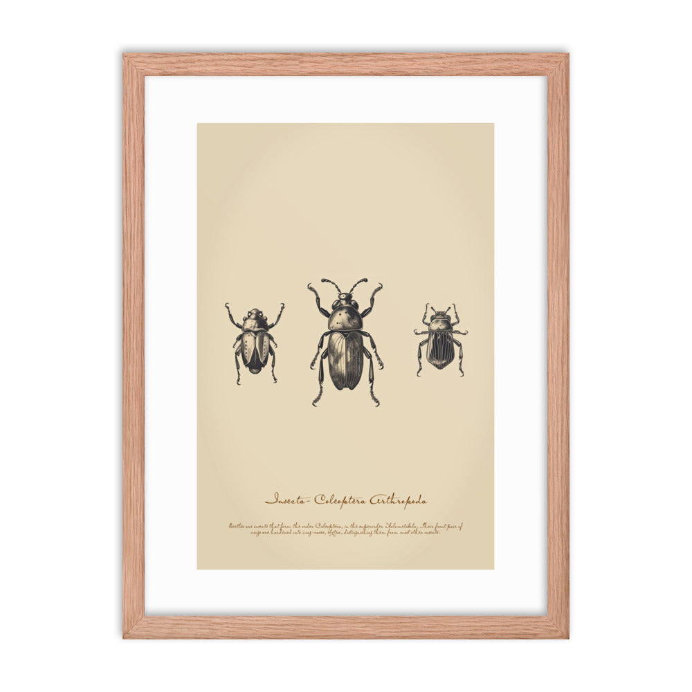 Insects - Bug 3