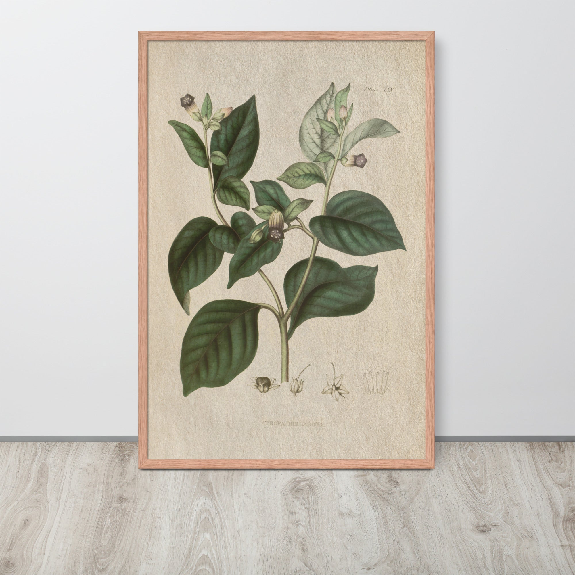 Botanicals - Atropa belladonna