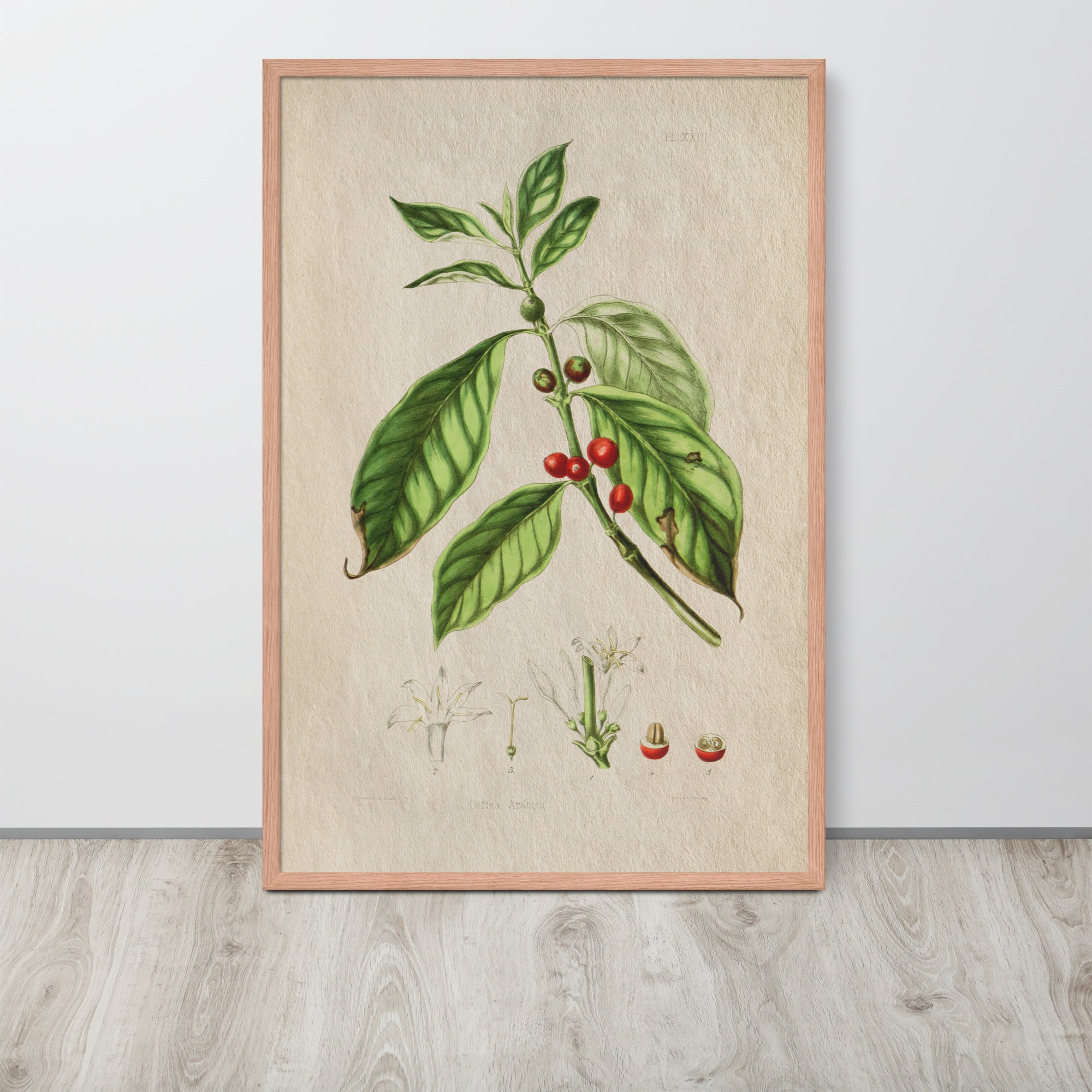 Botanicals - Corte Arabica