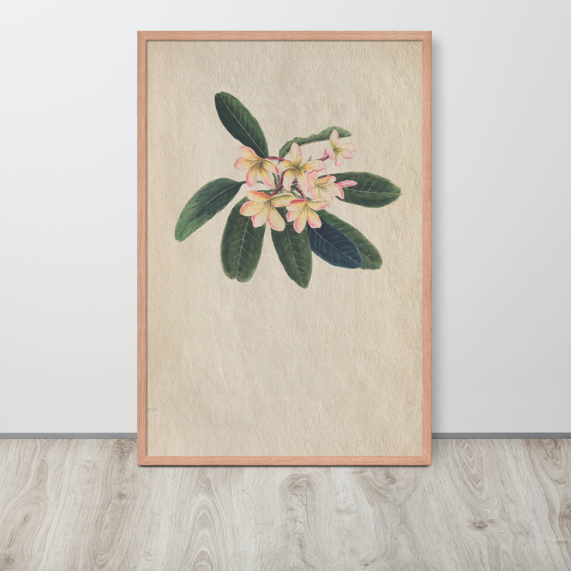 Botanicals - Frangipani