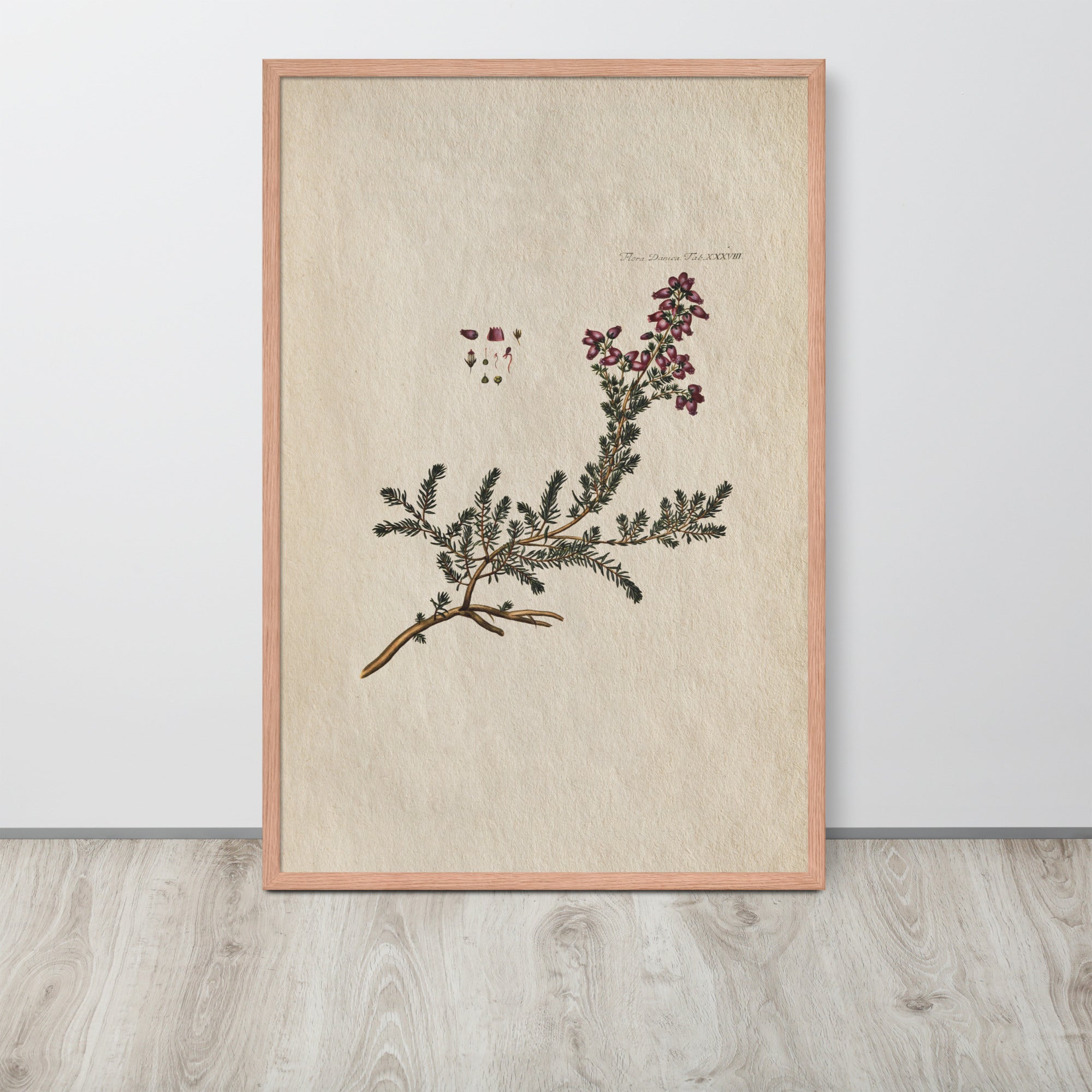 Botanicals - Flora Danica Tab XXXVIII