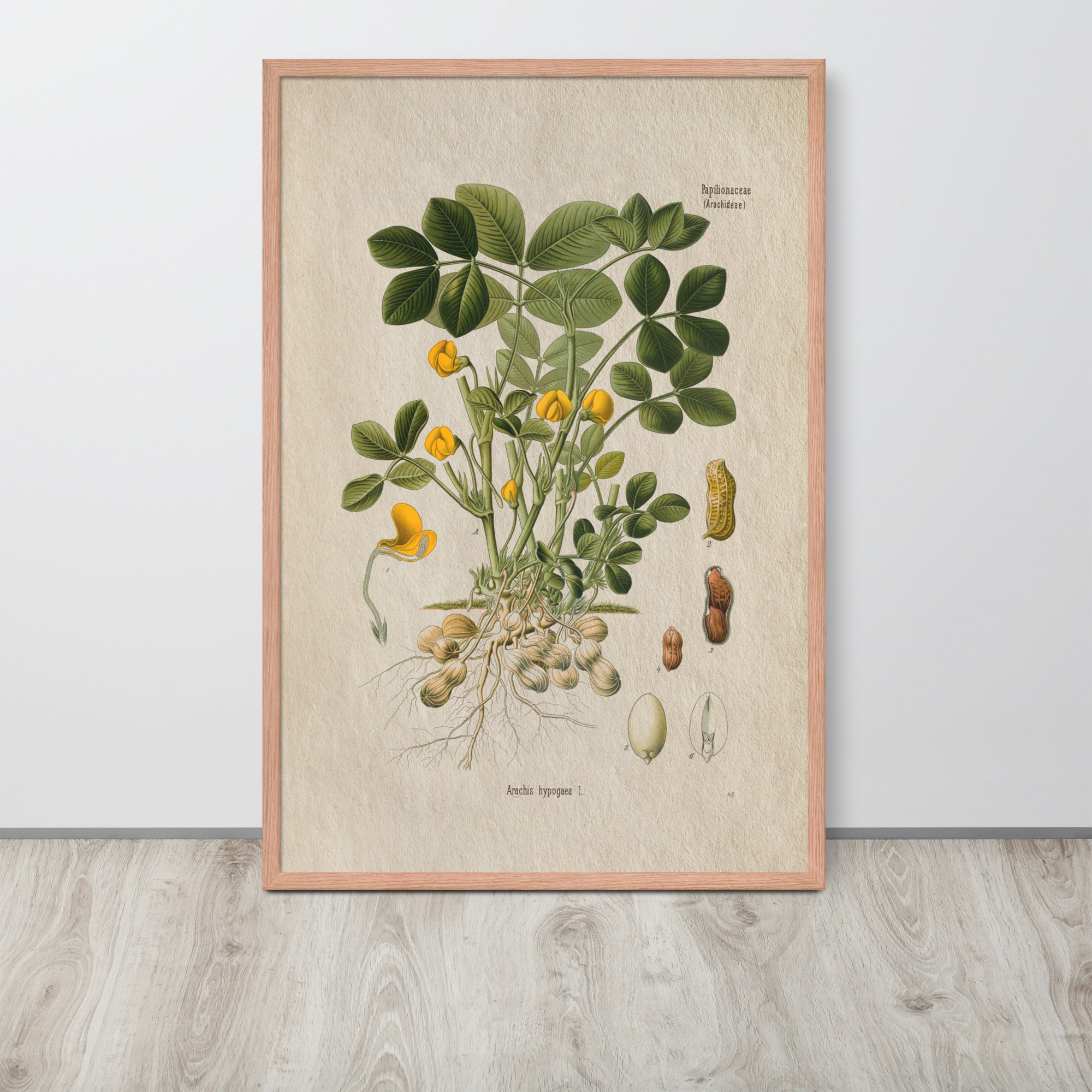 Botanicals - Arachis Hypogaea